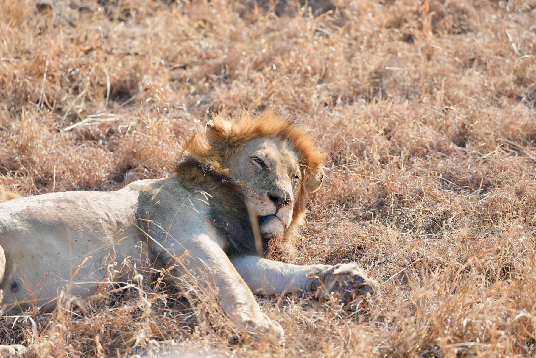 Le Kruger