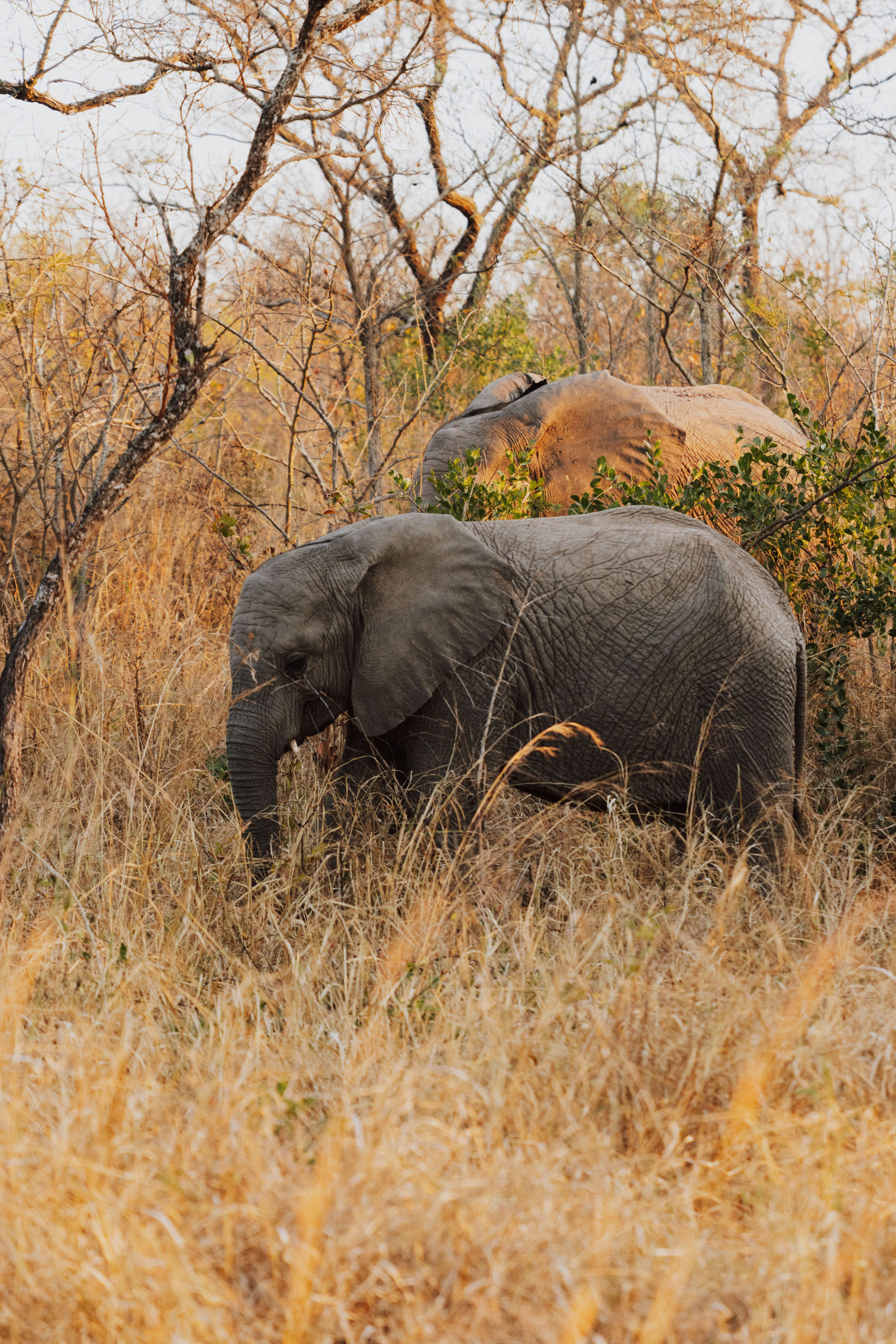 Safari dans le Kruger
