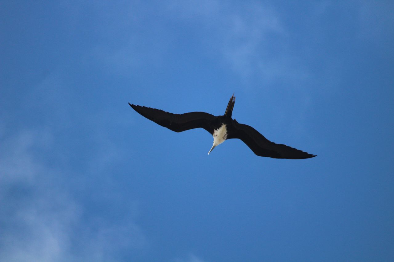 Barbuda's frigatebird sanctuary