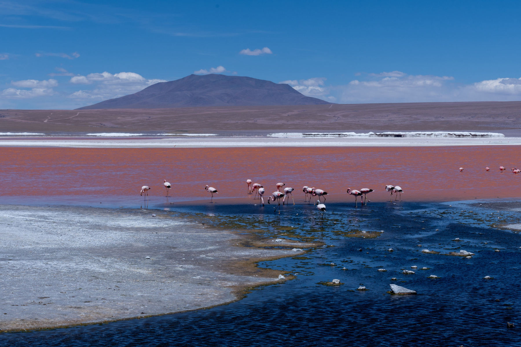 La lagune Colorée et ses flamants roses