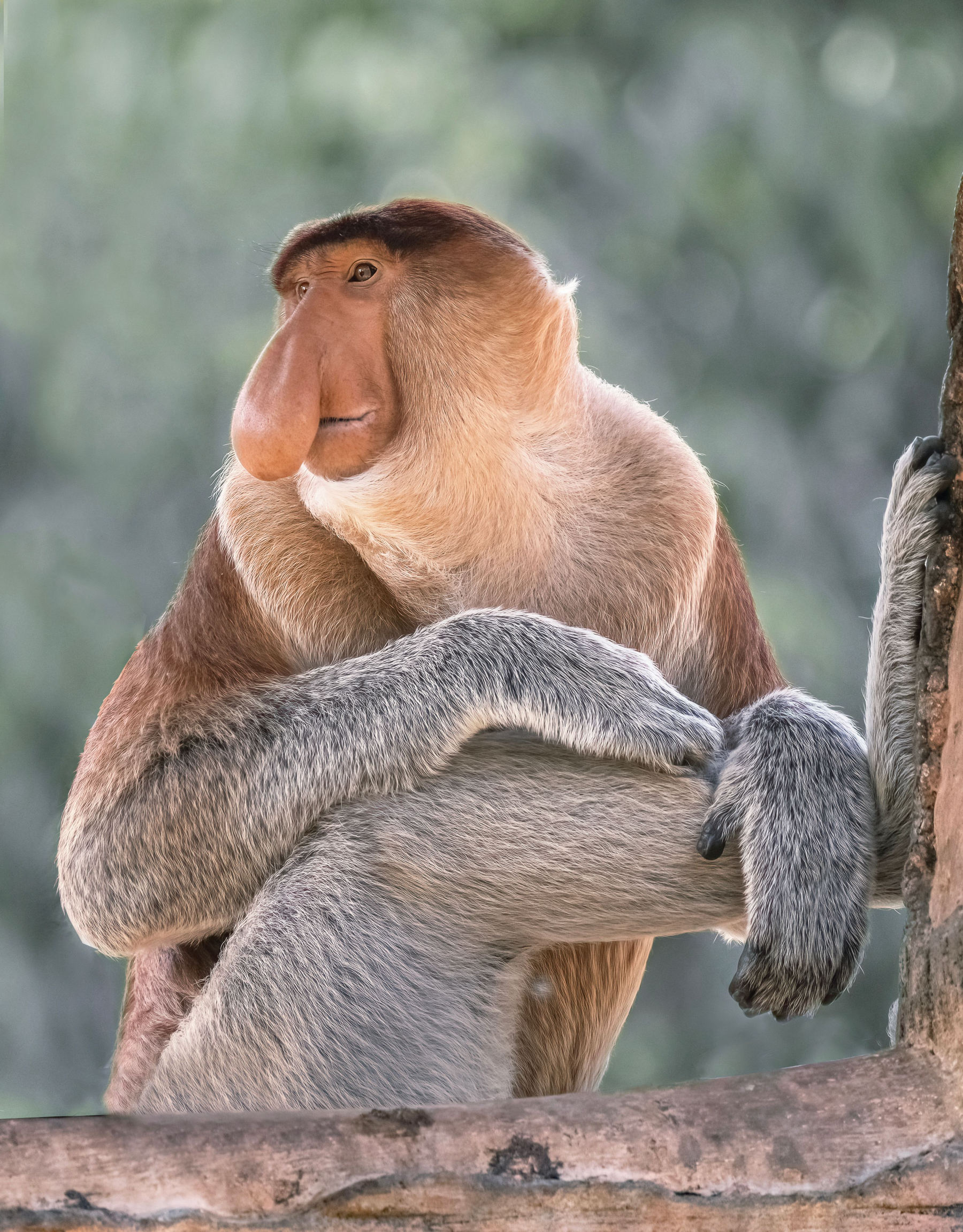 La rivière Kinabatangan