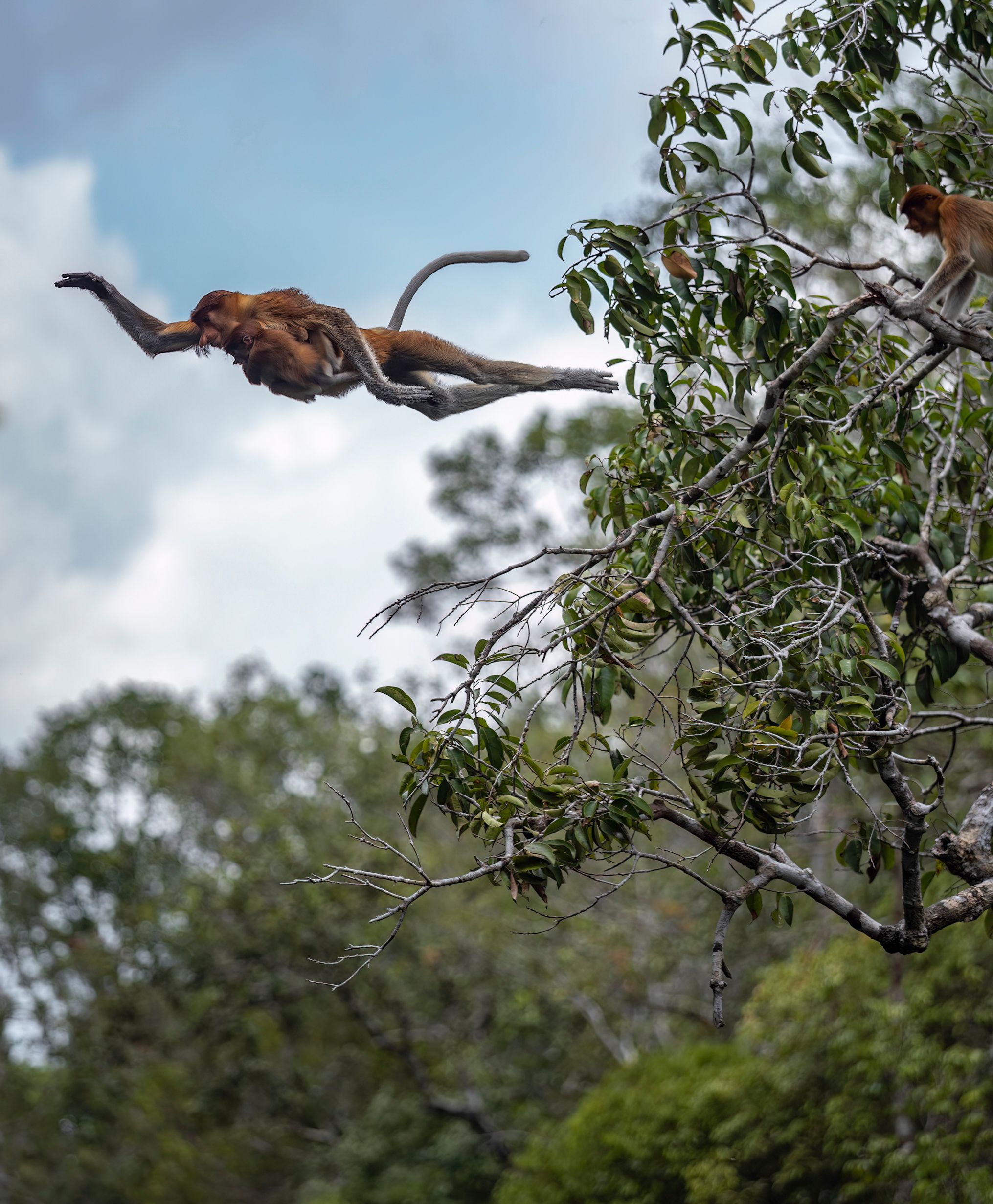 Safari nocturne sur la rivière Kinabatangan