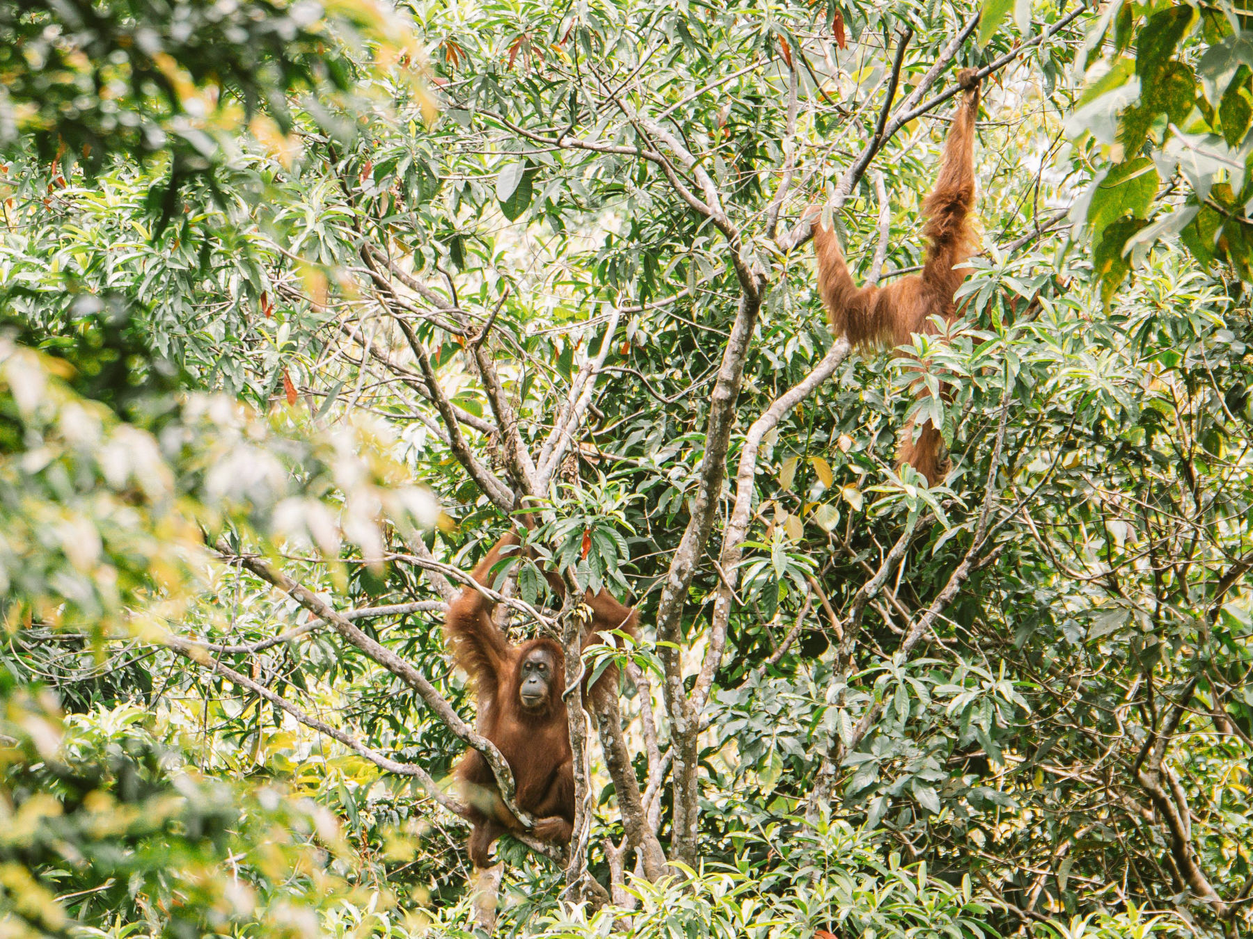 Le nourrissage des orangs-outans à Sepilok