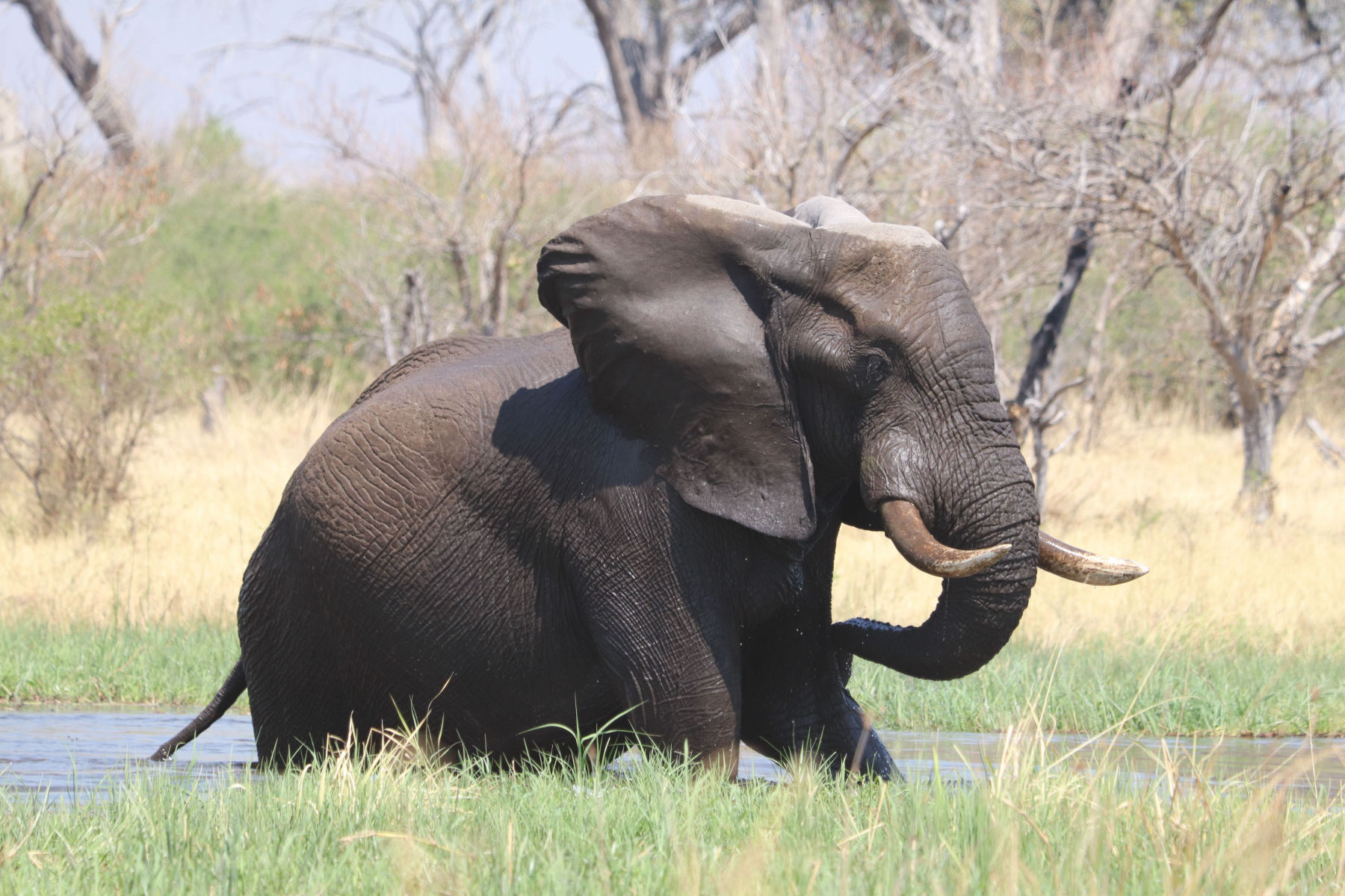 The Moremi Reserve