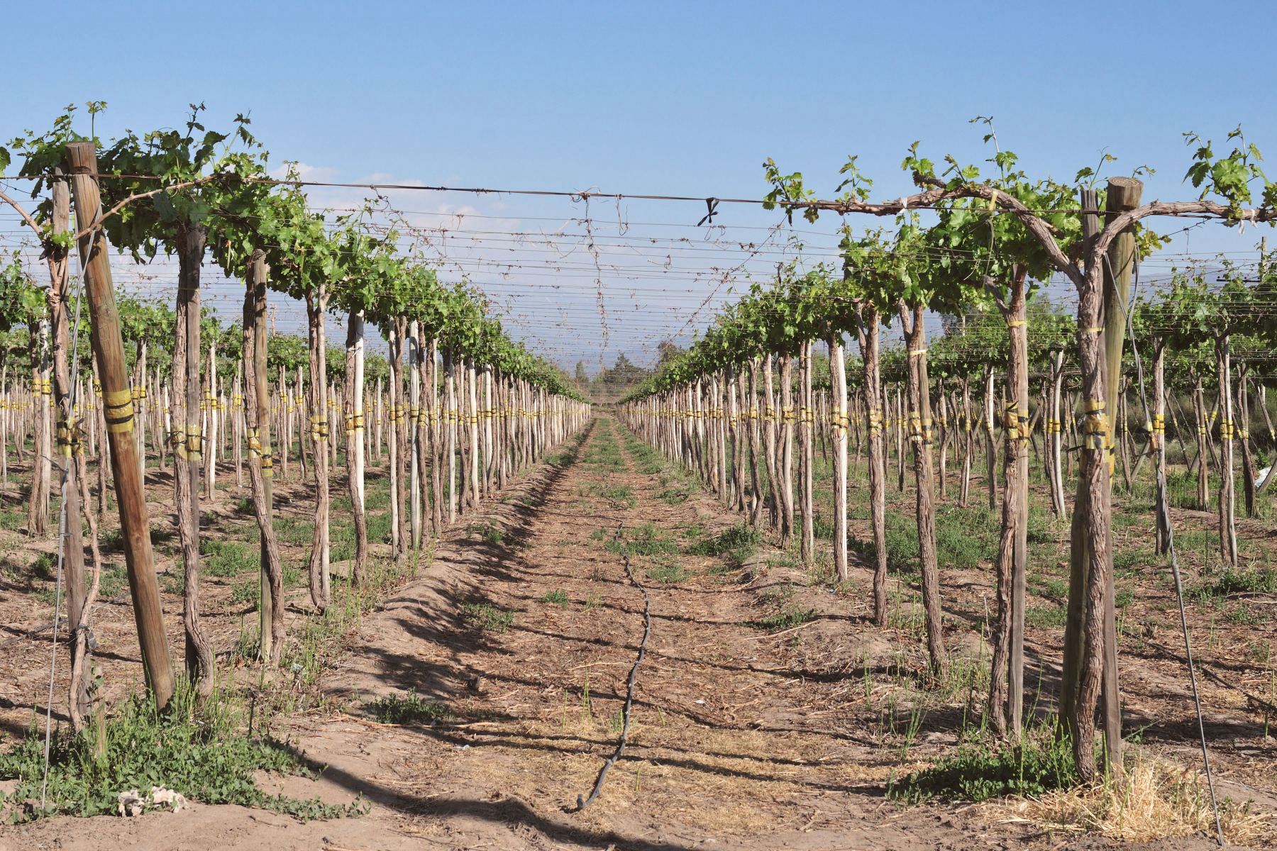 La vallée de Colchagua