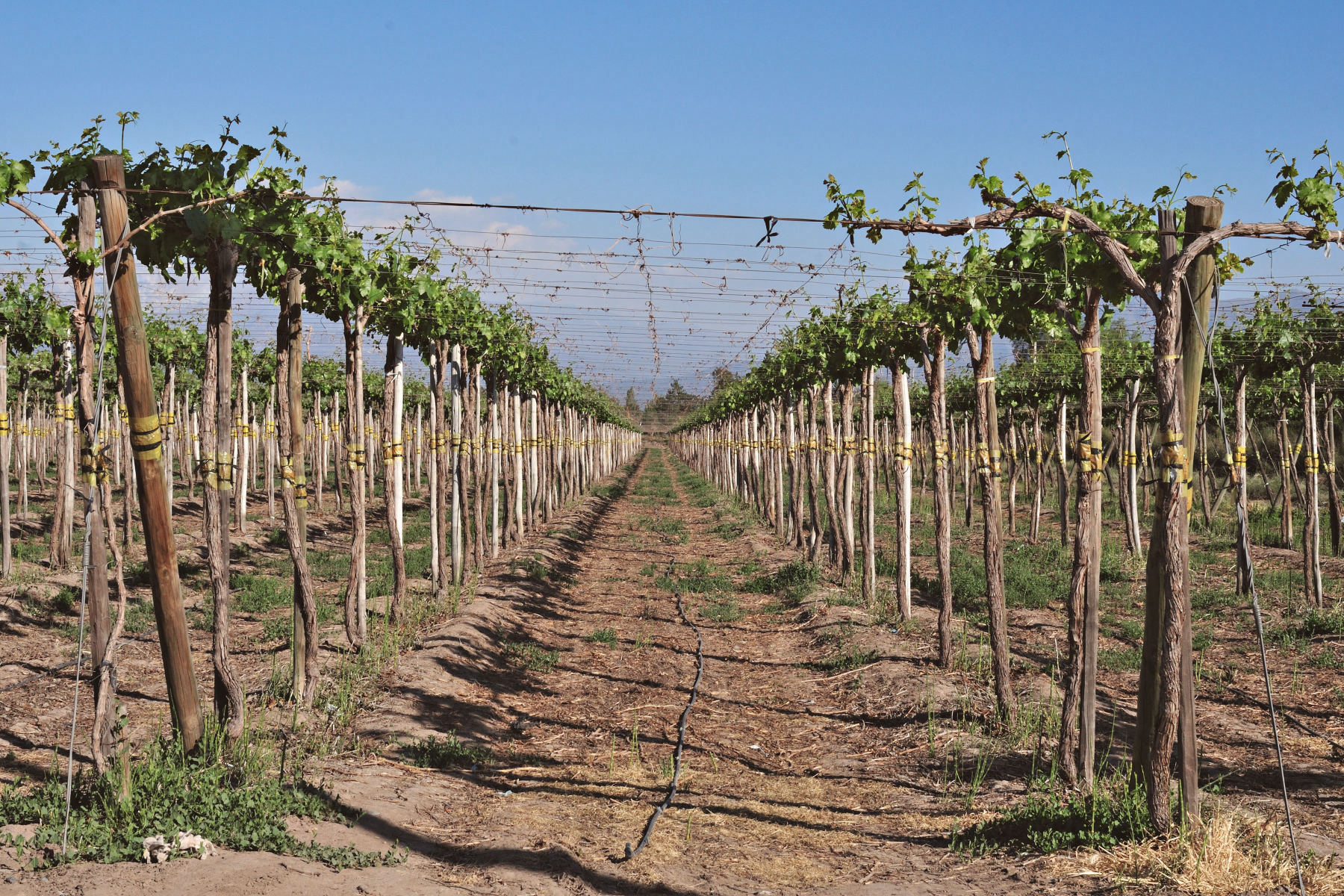 La route des vins de Colchagua