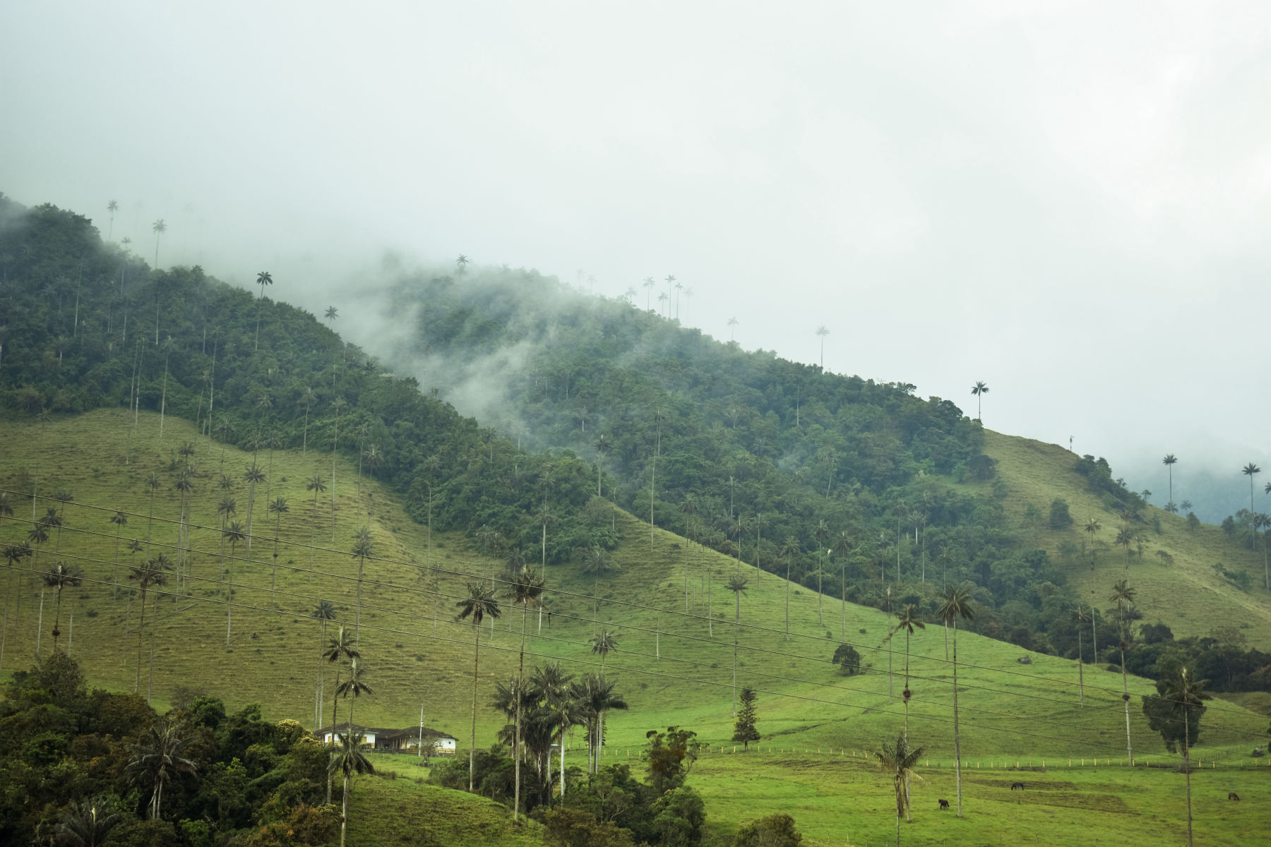 The Cocora Valley