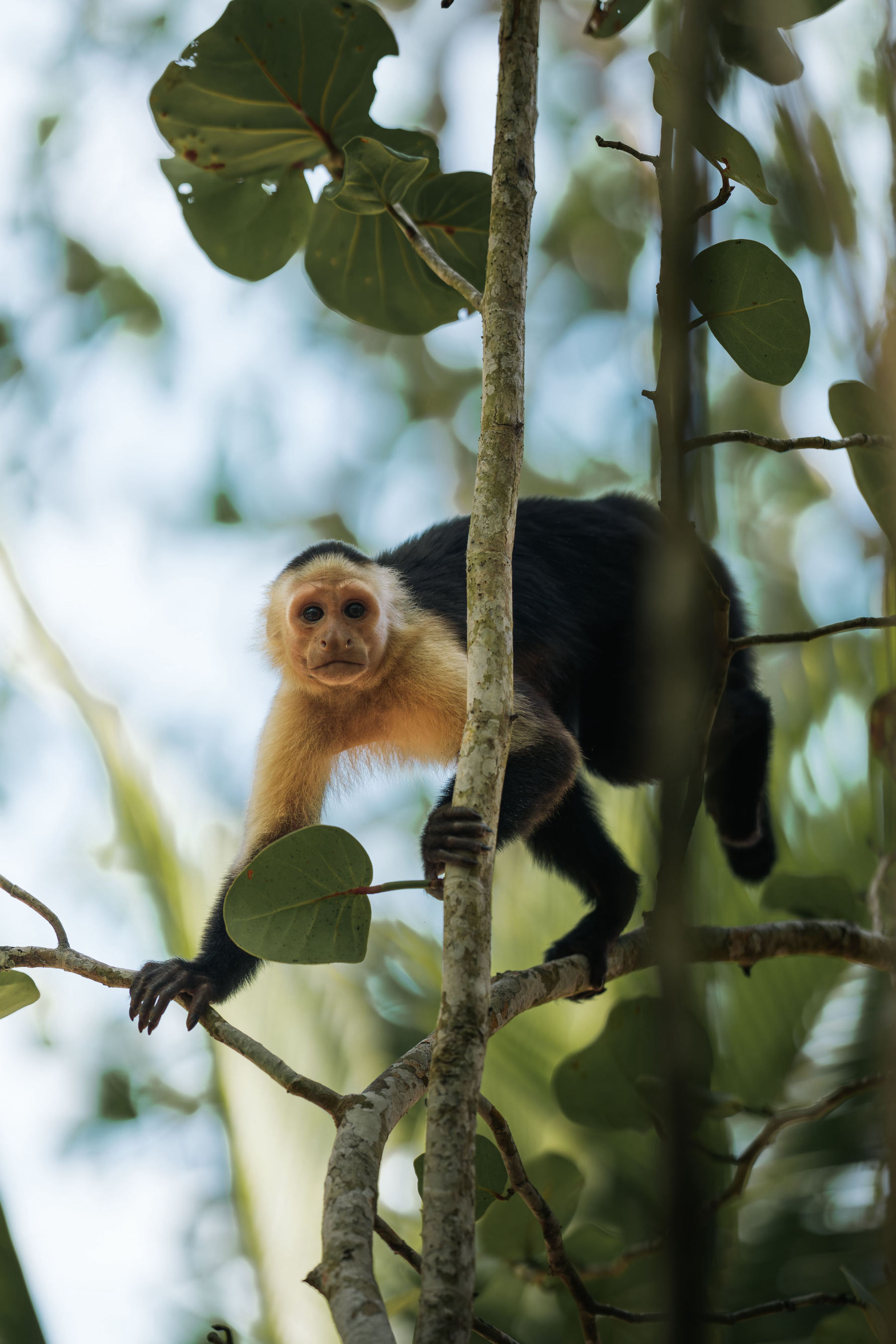 Manuel Antonio