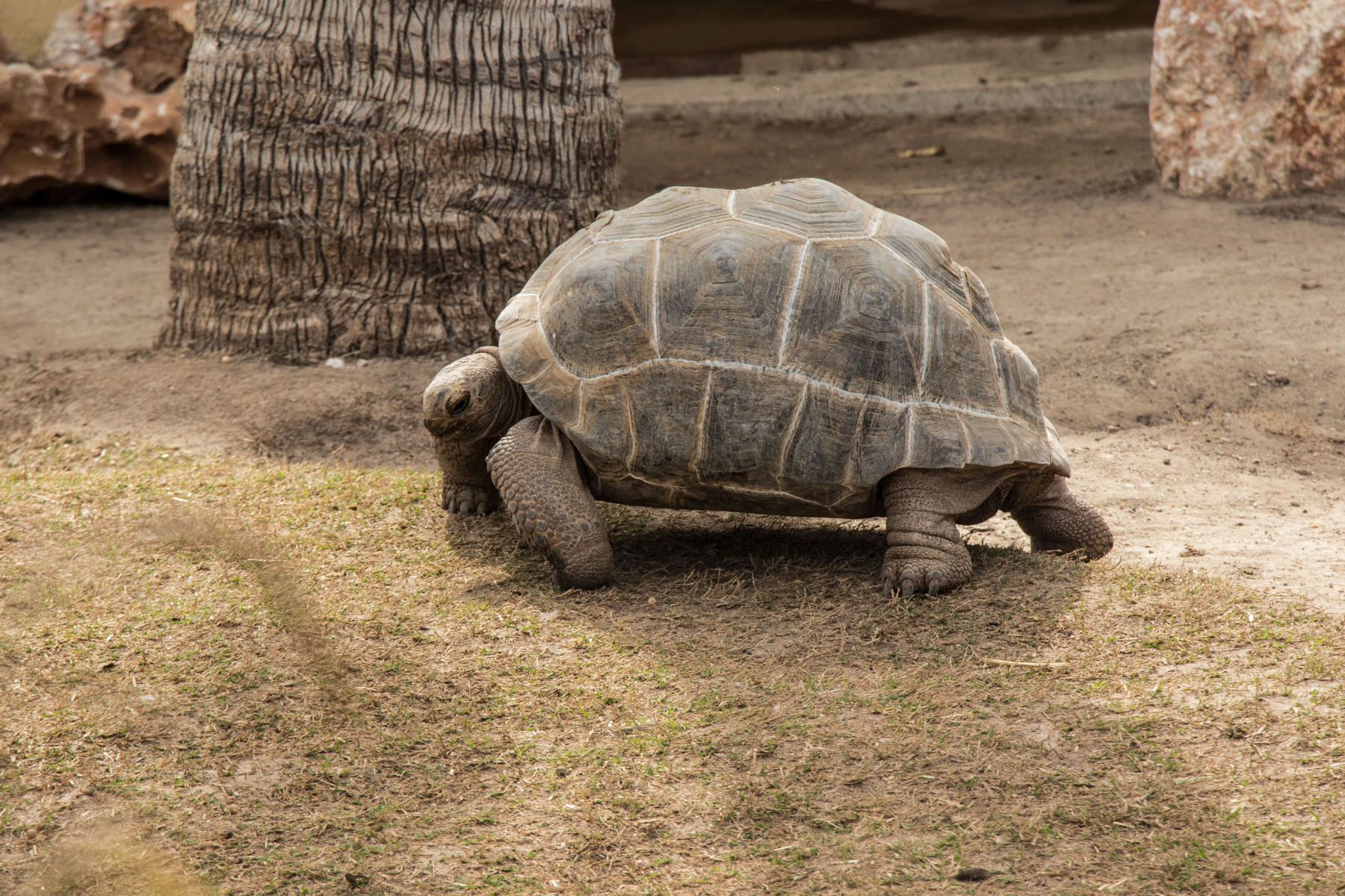 Las Galápagos