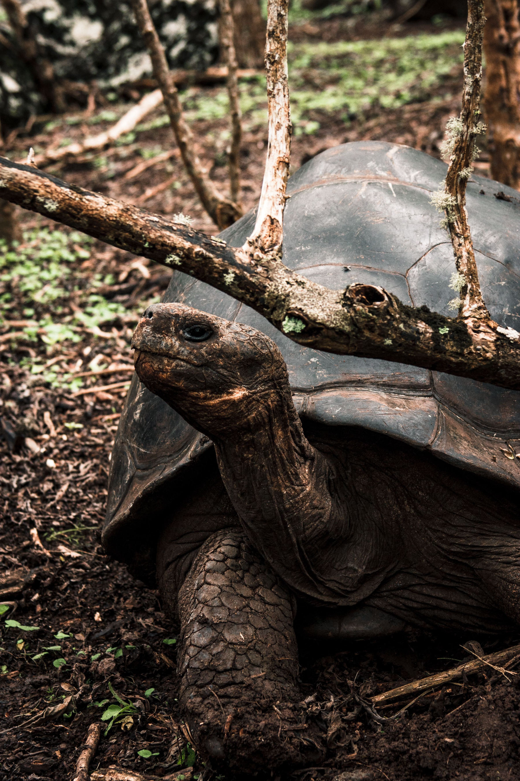 Tortugas gigantes en libertad en Santa Cruz