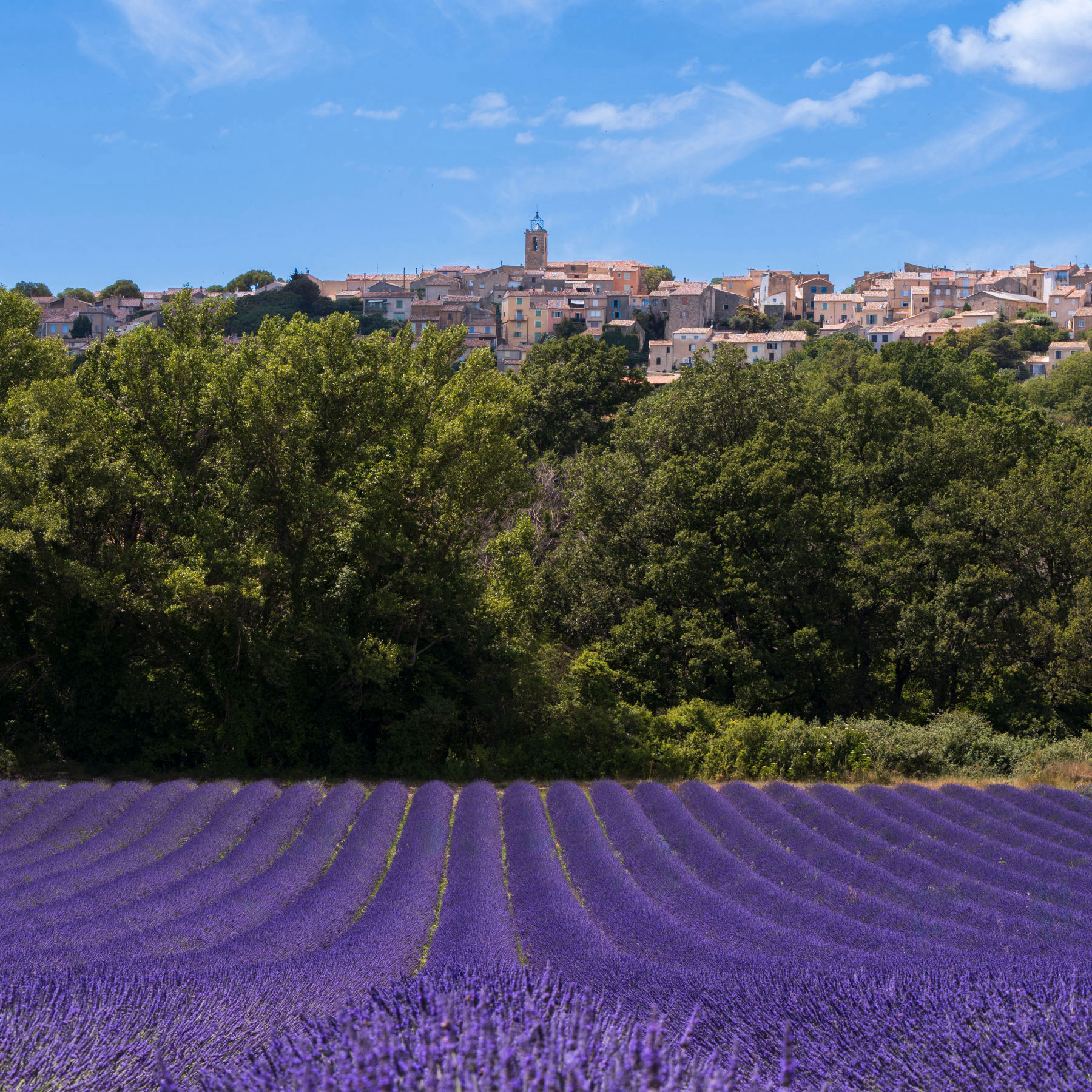 Les champs de lavande du Luberon