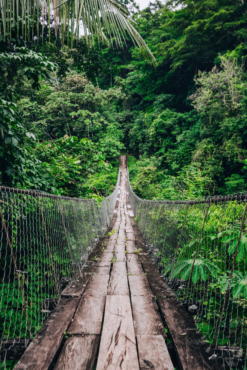 La forêt d'Iwokrama
