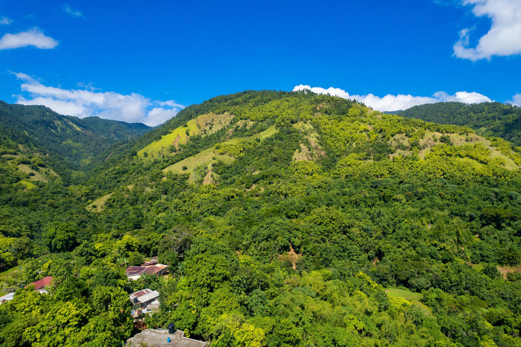 A coffee plantation in the Blue Mountains