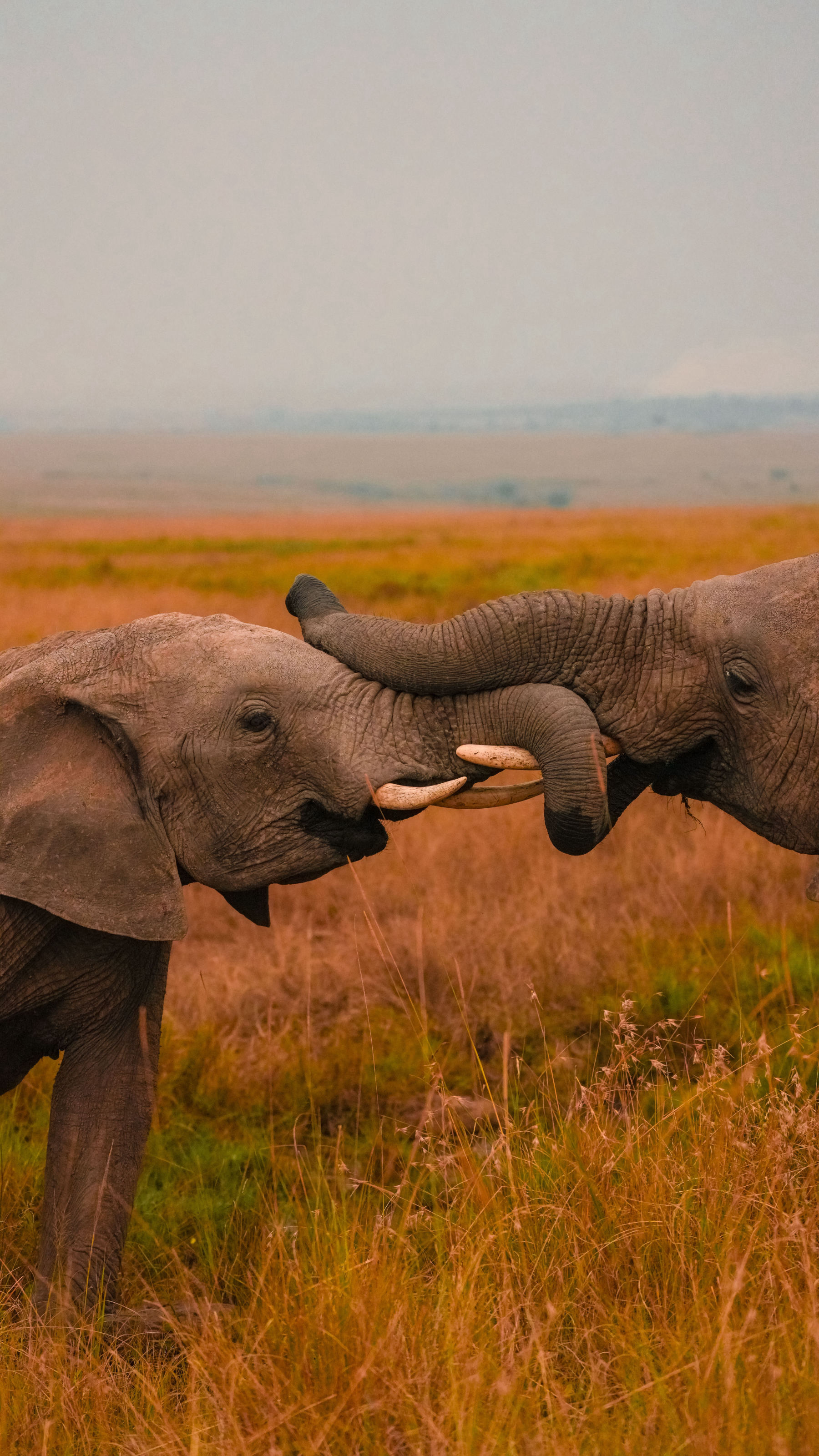 El Masai Mara