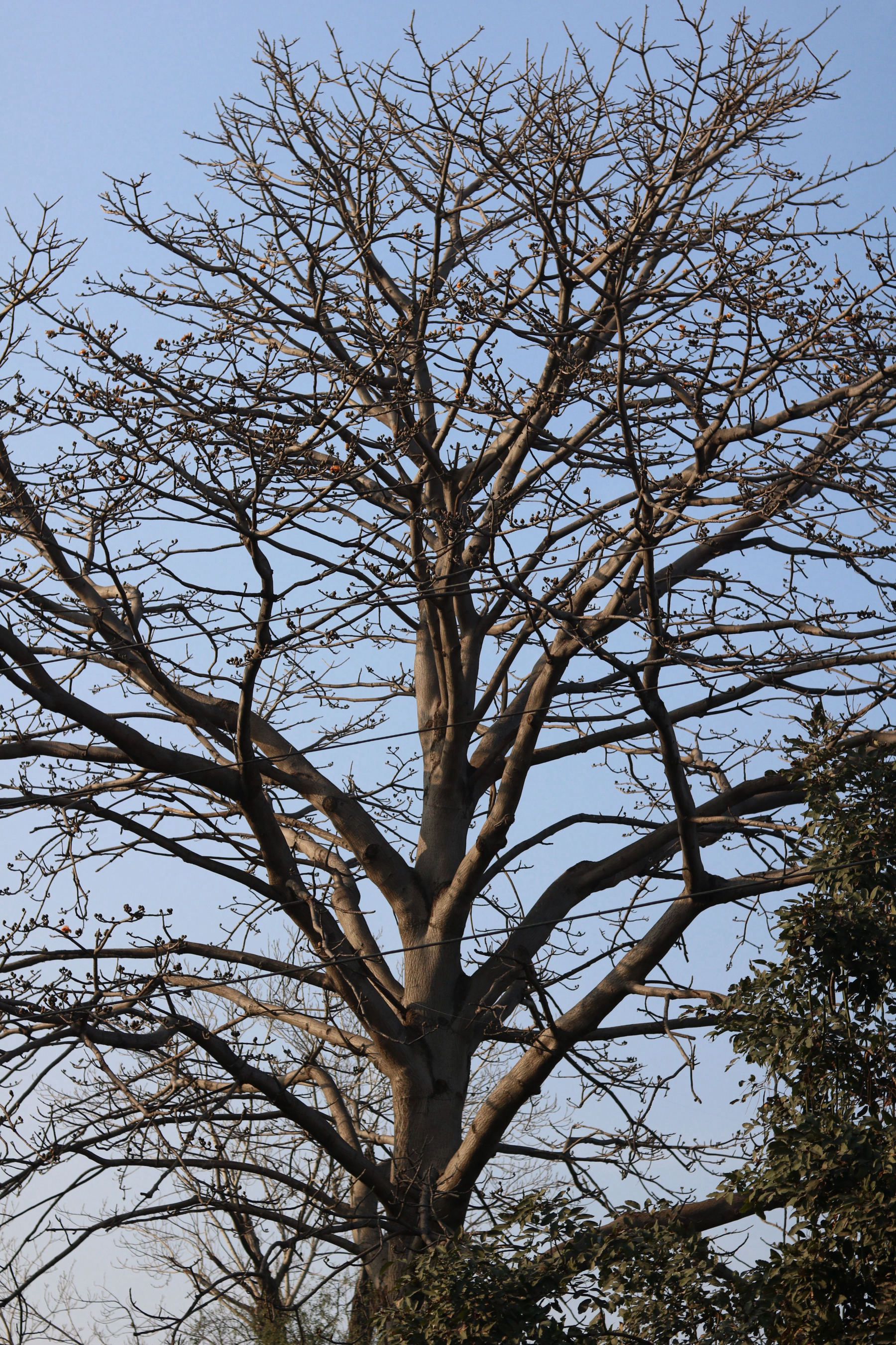 The Avenue of the Baobabs at sunset