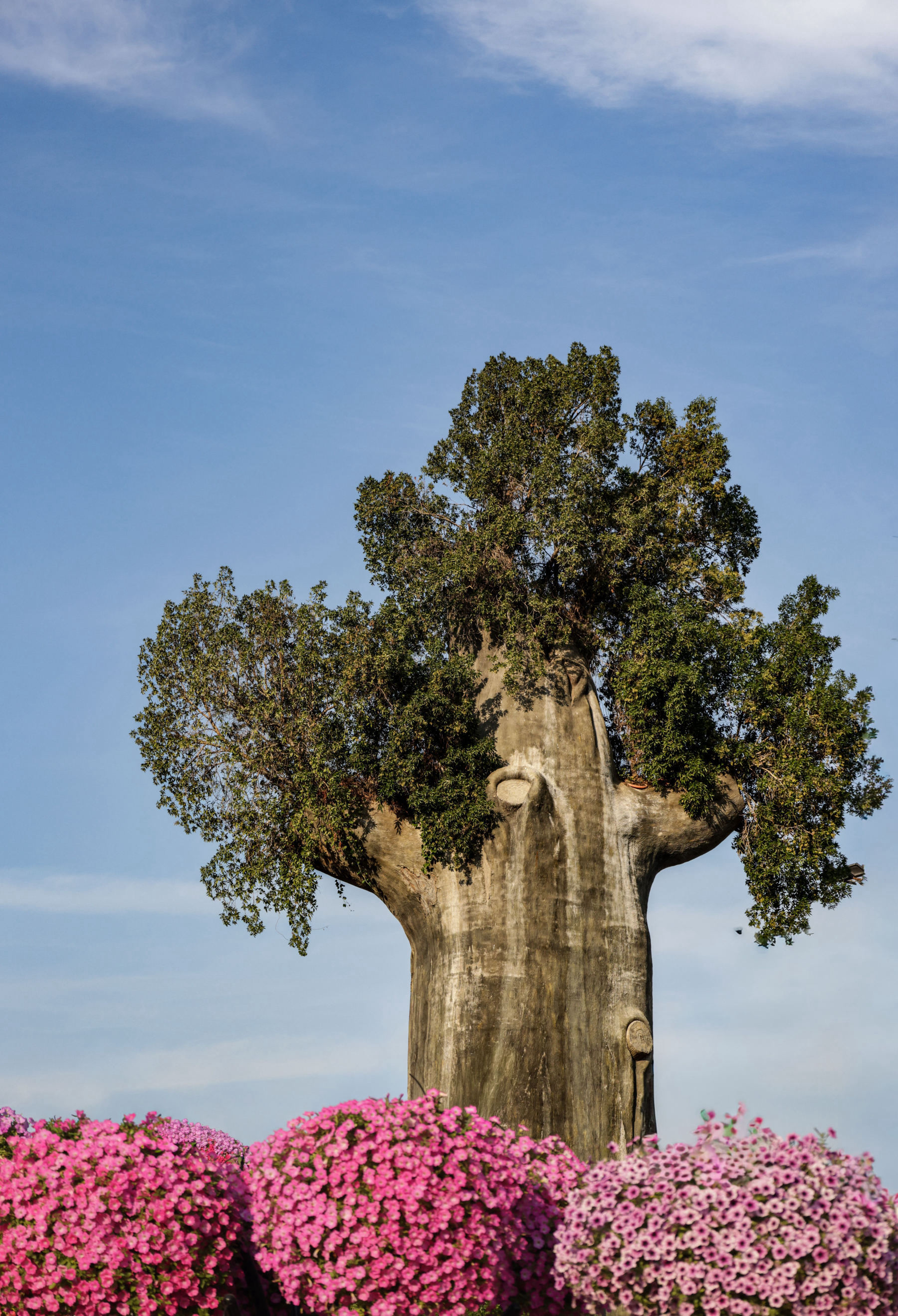 The Avenue of the Baobabs