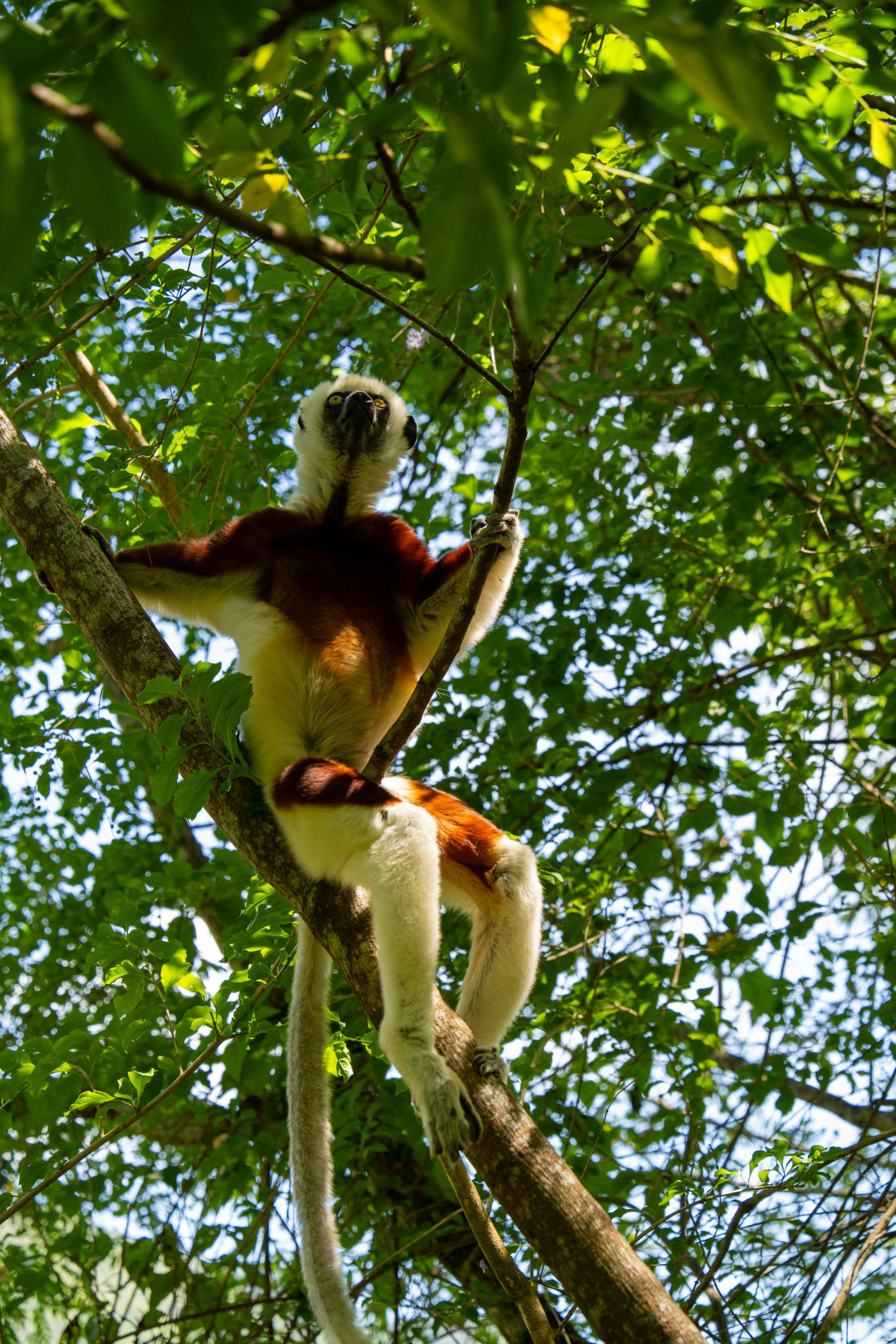 The dawn song of the indri