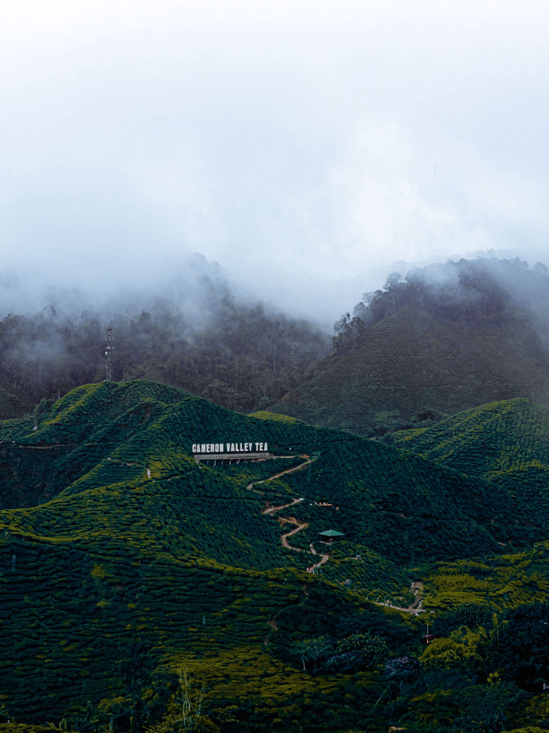 Las Cameron Highlands