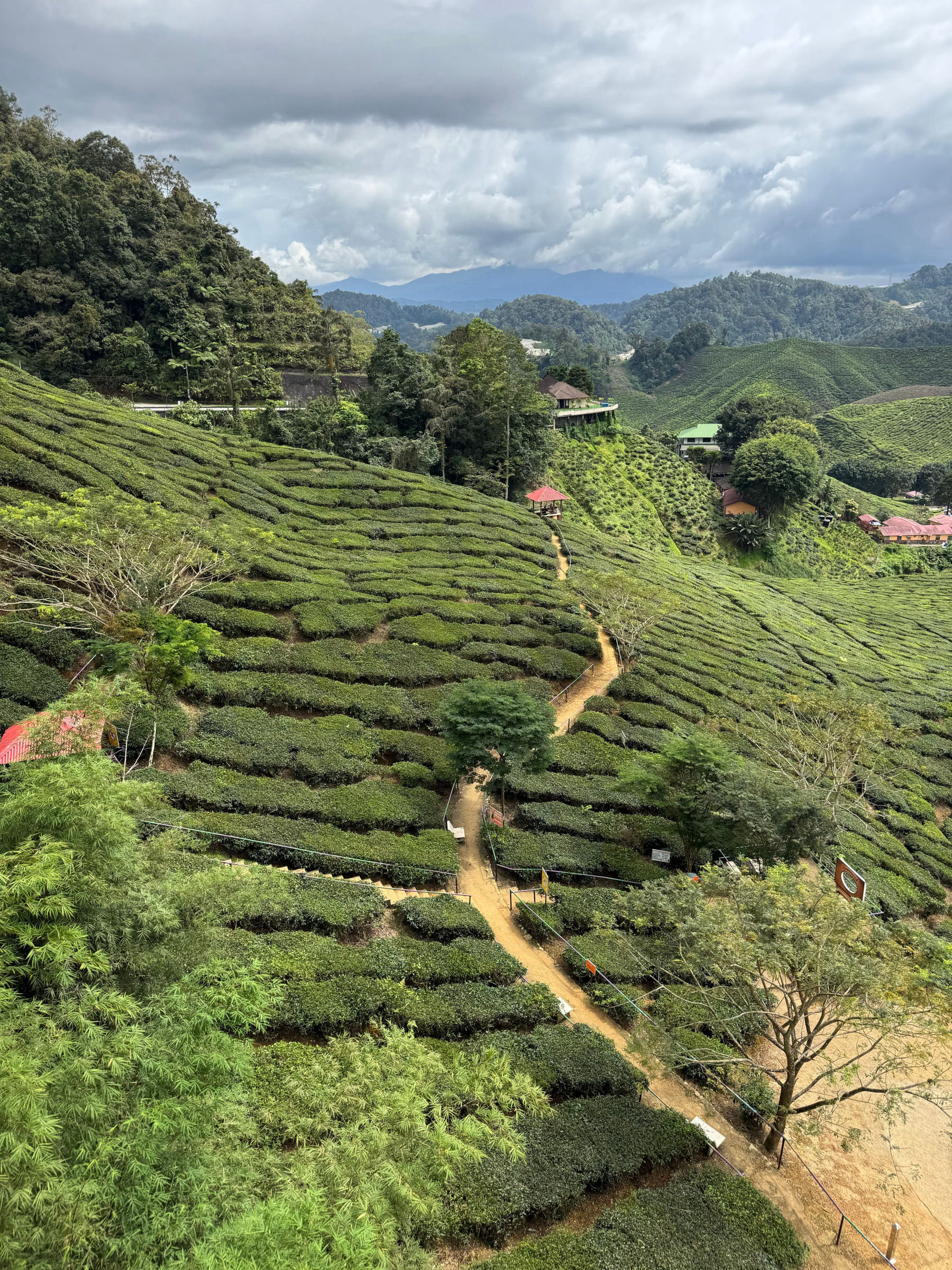 Una plantación de té en las Cameron Highlands