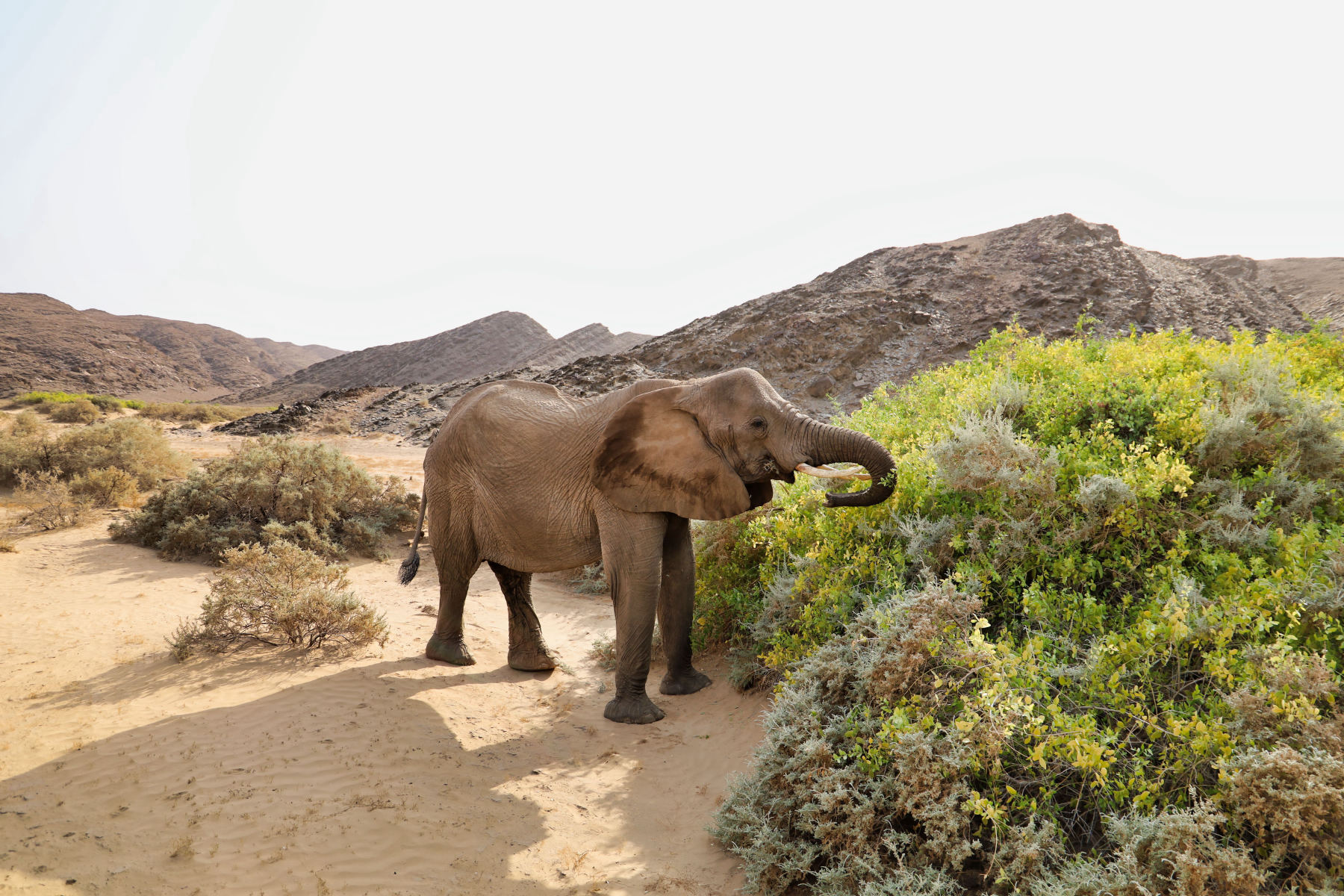 The desert elephants