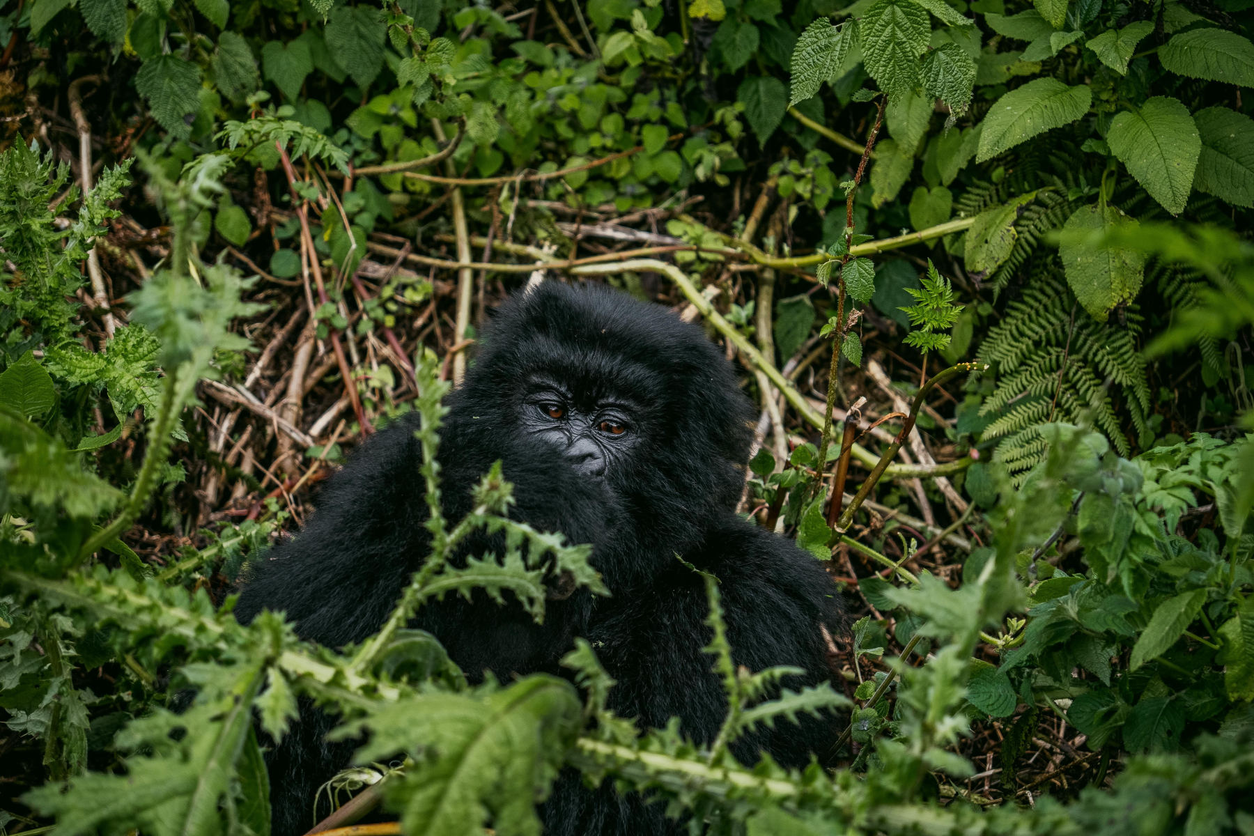 El bosque de Bwindi