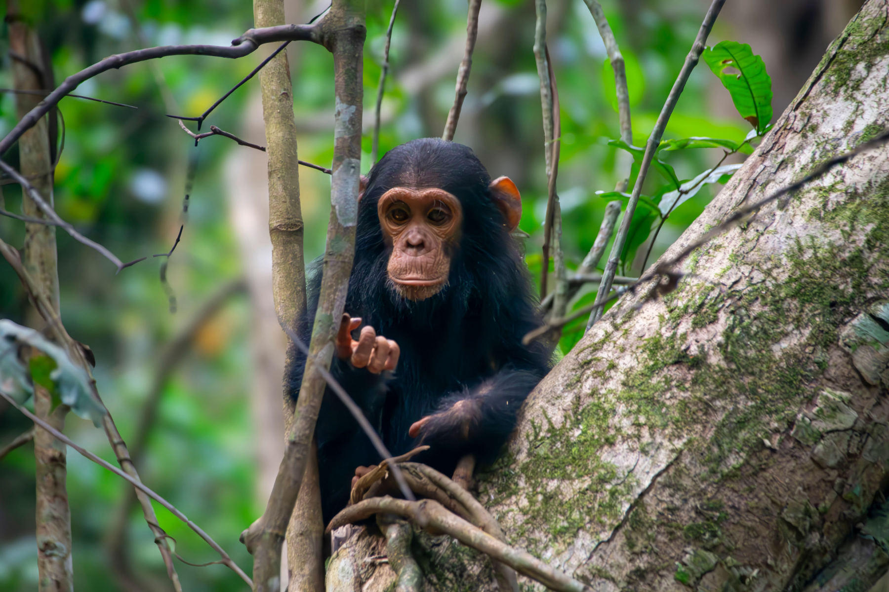 Trekking de chimpancés en Kibale