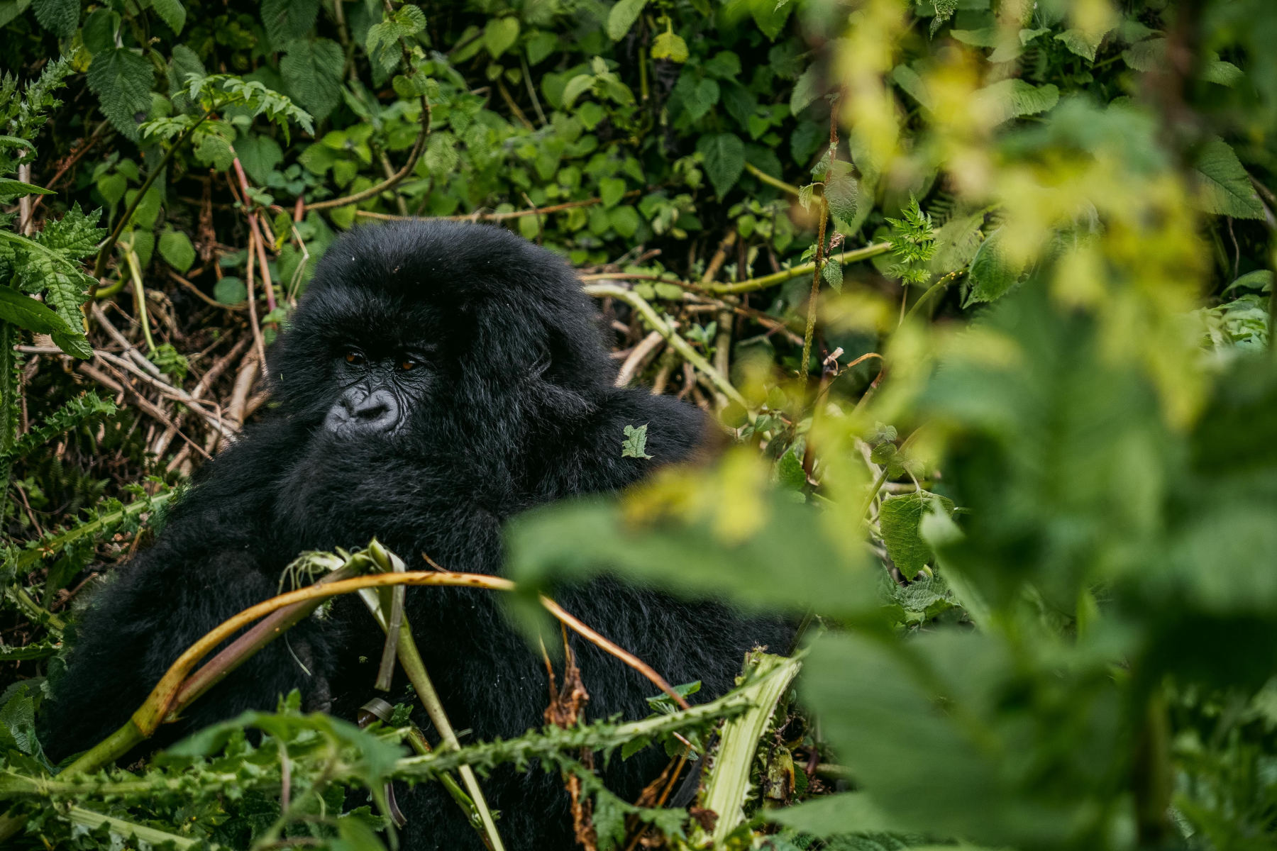 Trekking de gorilas de montaña en Bwindi