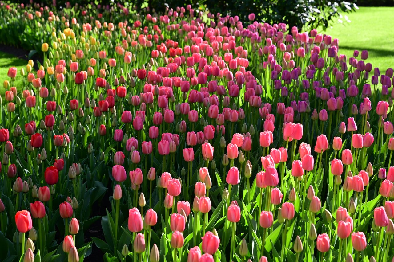 Keukenhof