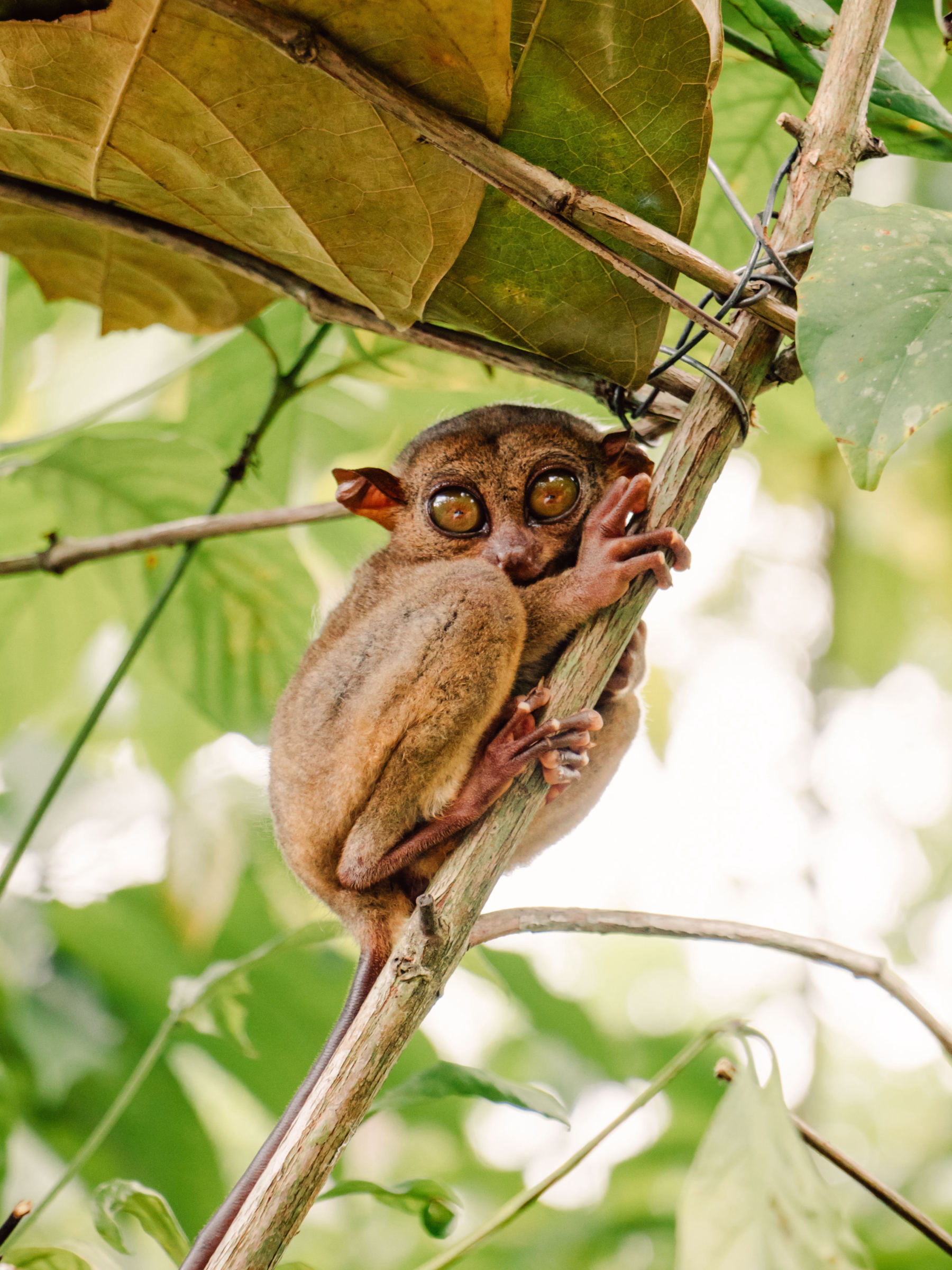 Les Chocolate Hills et les tarsiers de Bohol