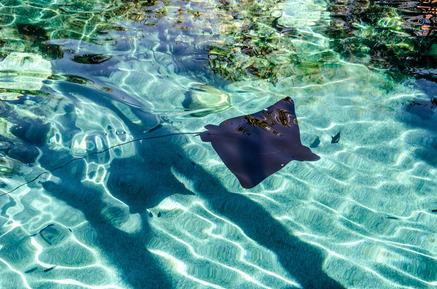 Swimming with rays in the Bora Bora lagoon