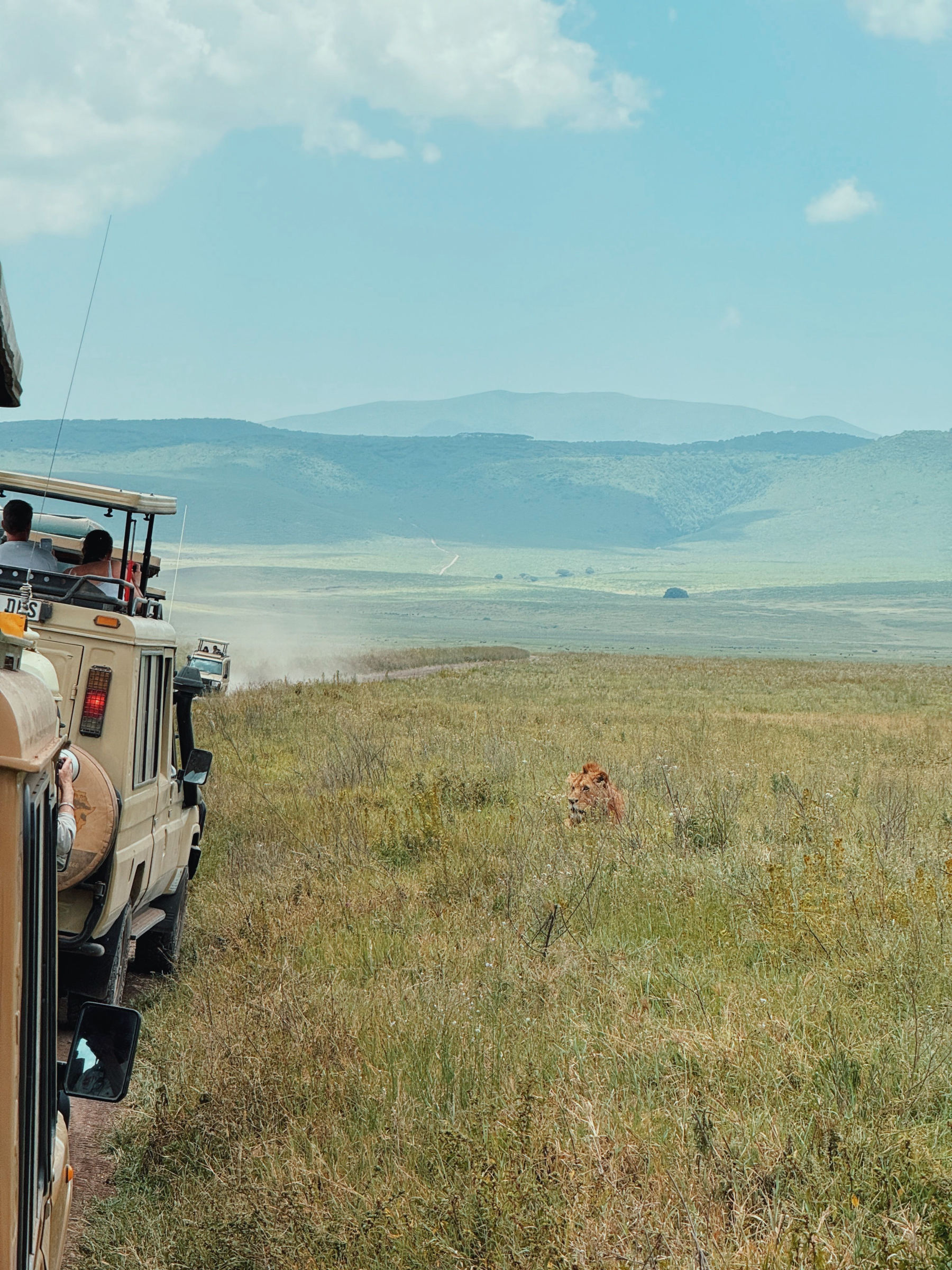 Safari