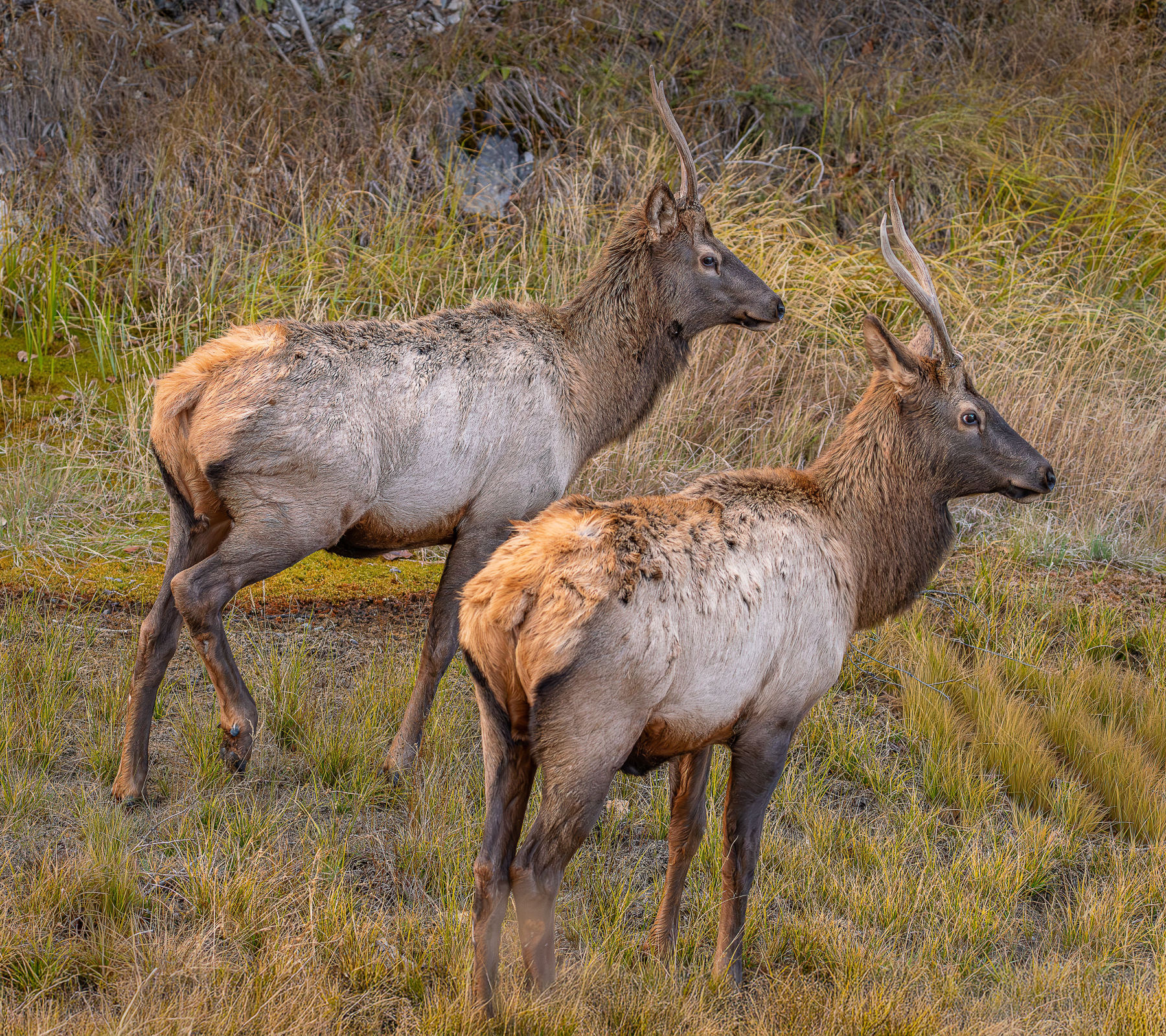 Wildlife everywhere