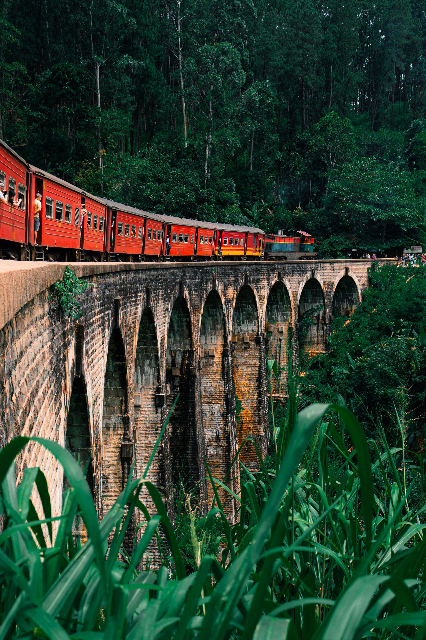 Le train des collines à thé