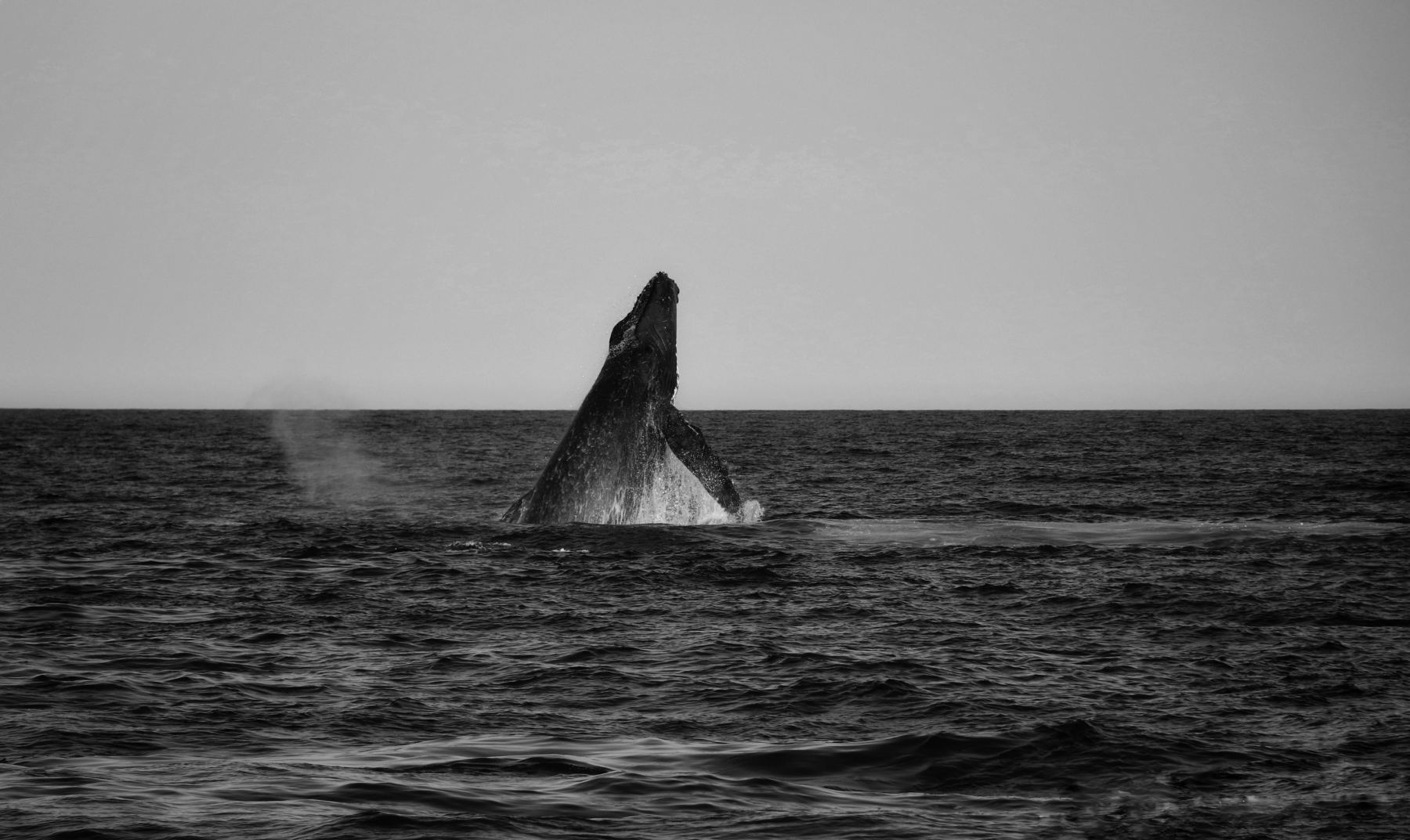Las ballenas jorobadas de la bahía de Samaná