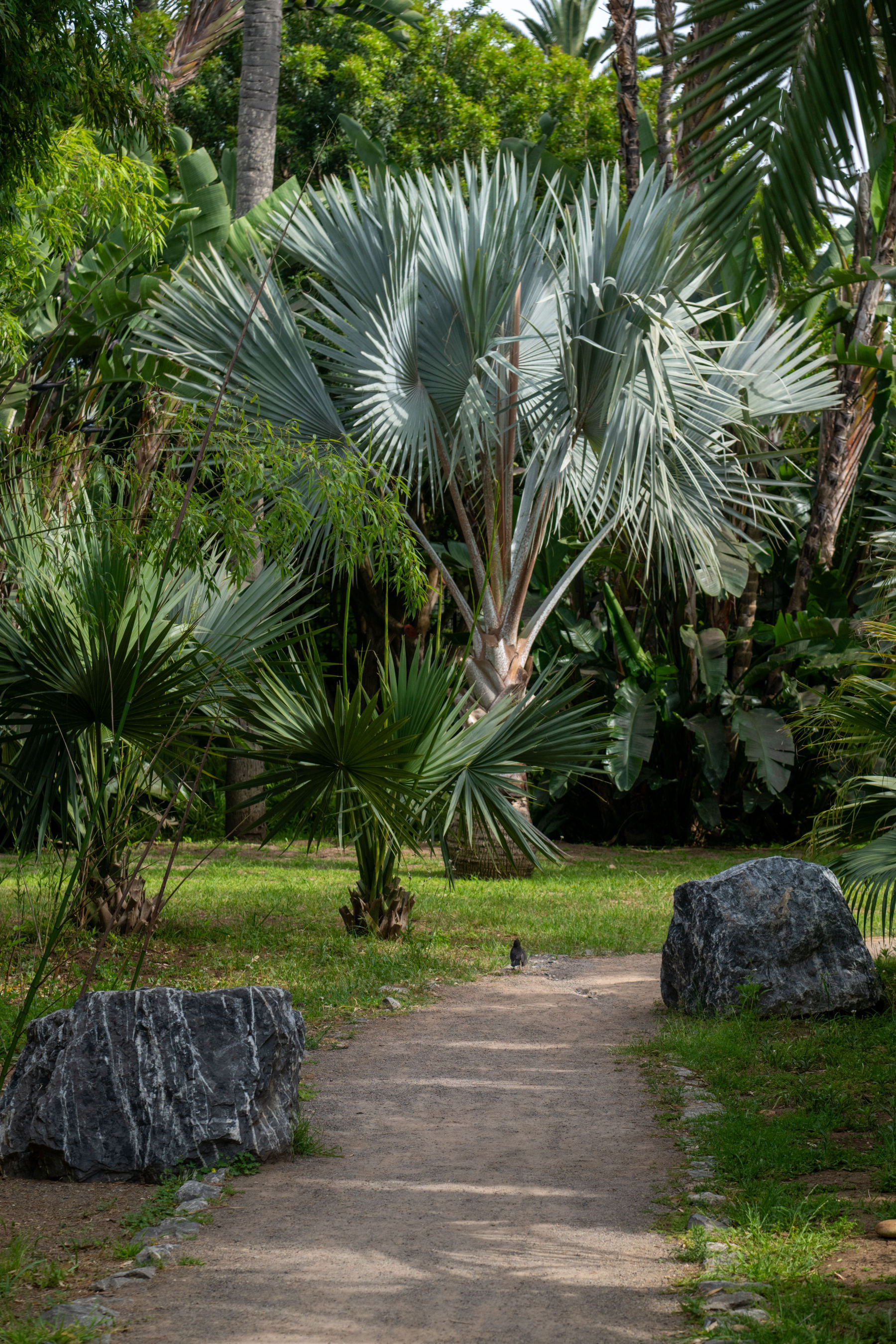 The Vallée de Mai