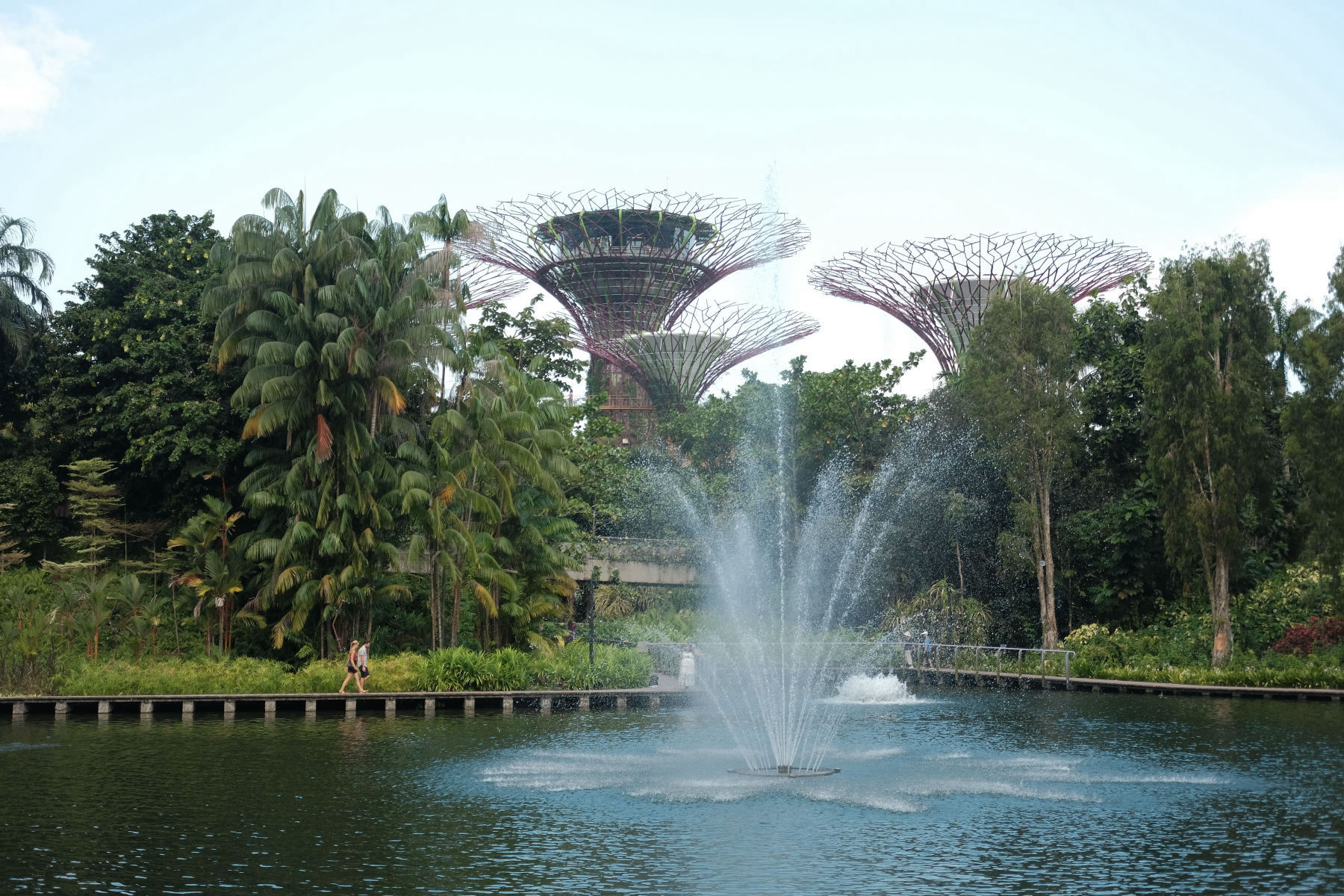 The Supertrees at Gardens by the Bay
