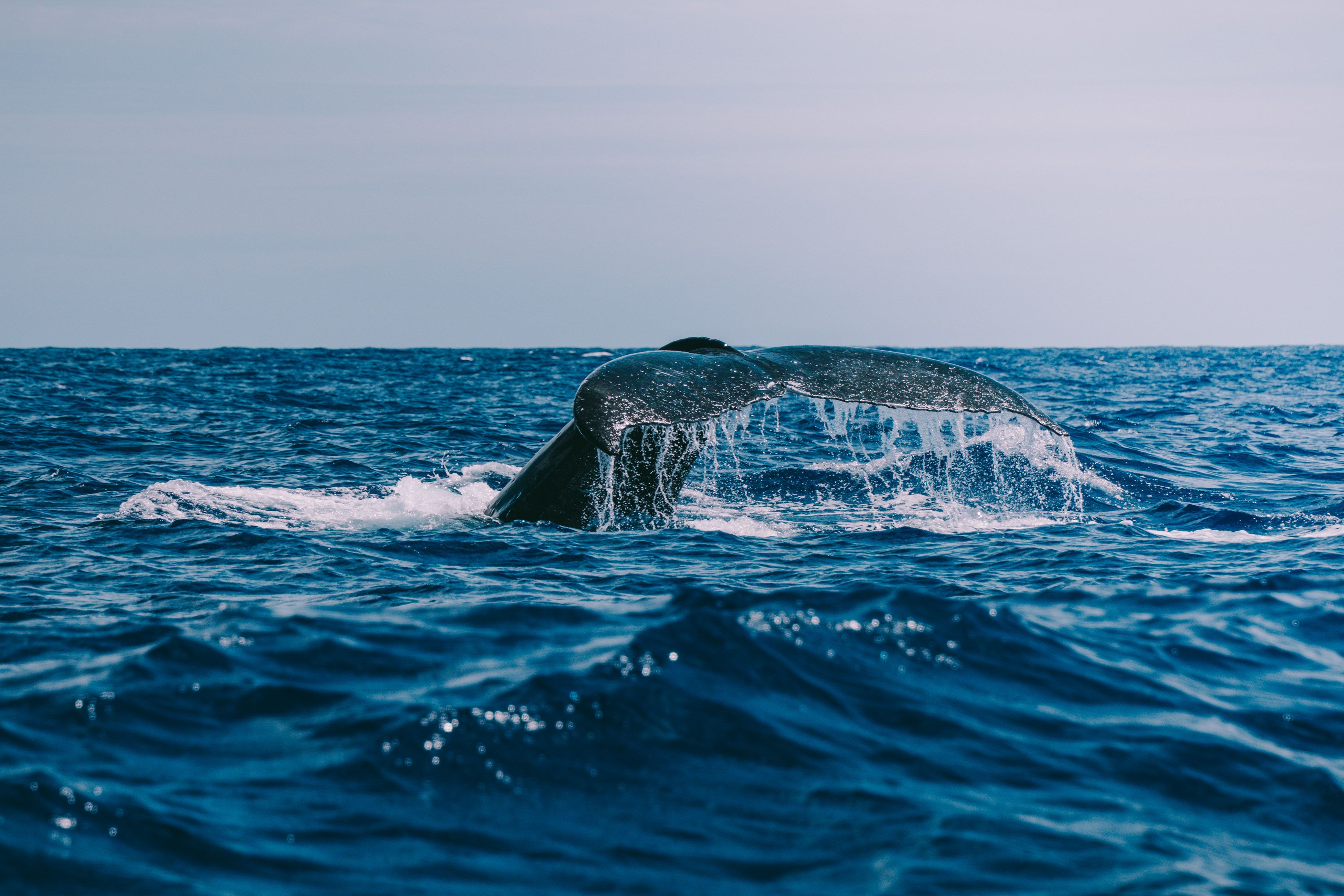 Whale watching in Mirissa