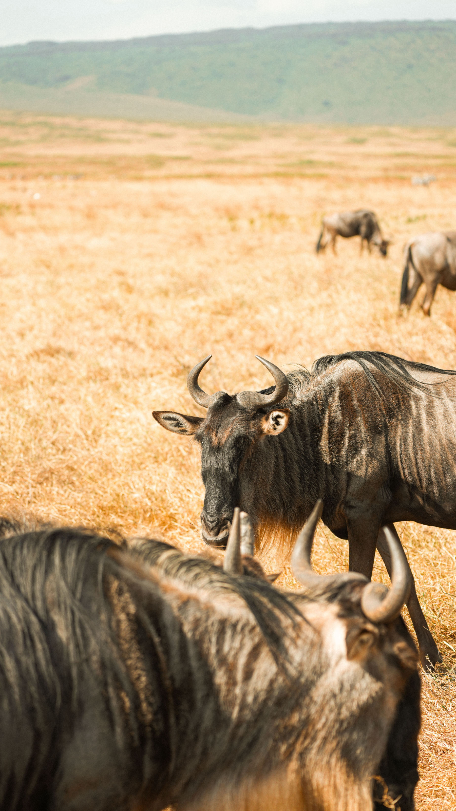 El Serengeti