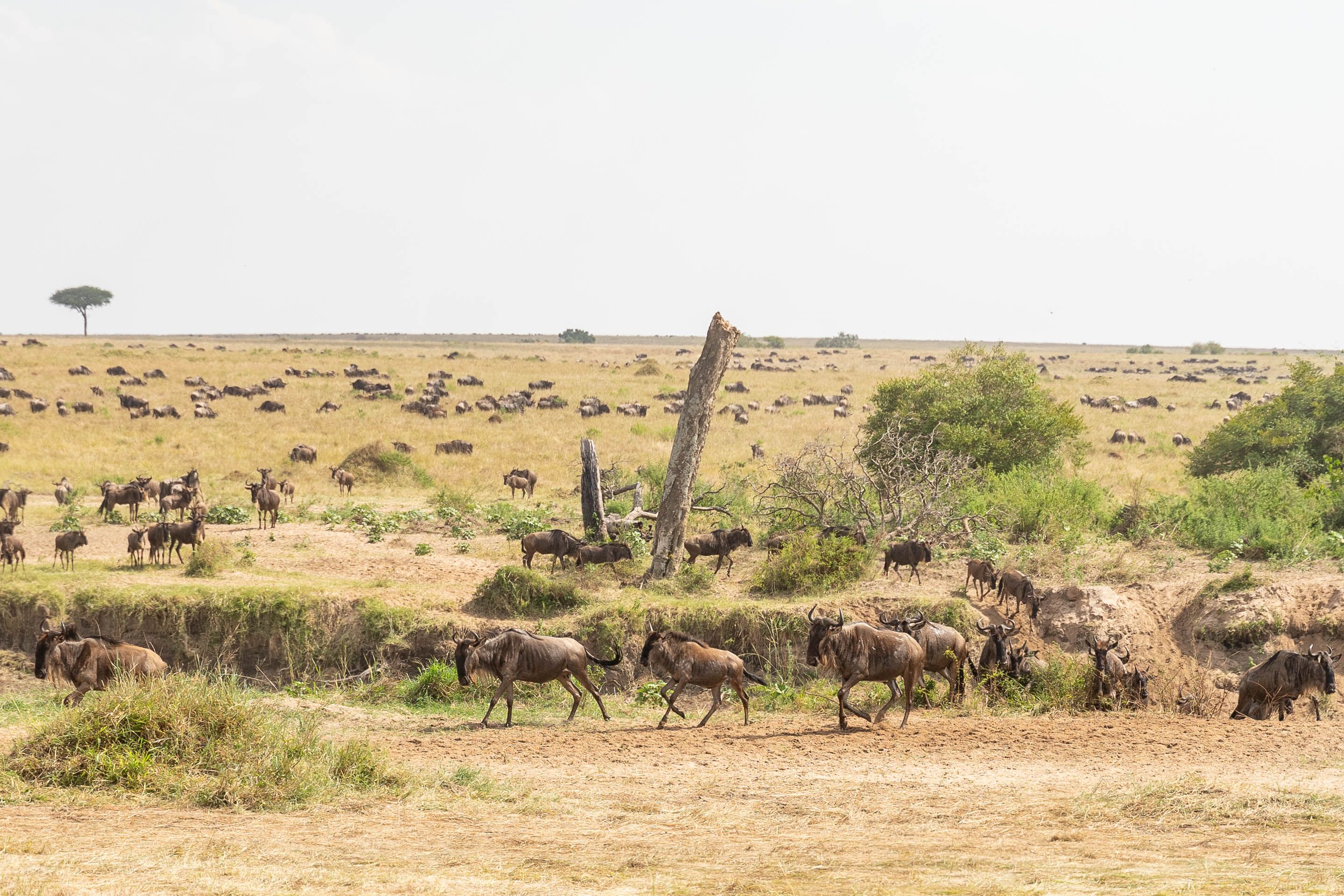 La gran migración del Serengeti