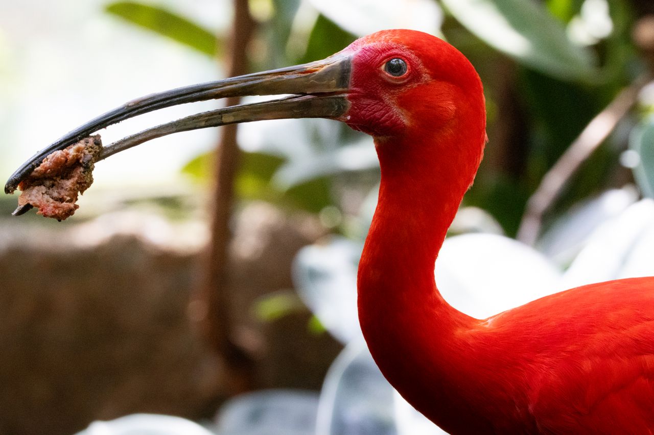 La réserve d'oiseaux de Caroni