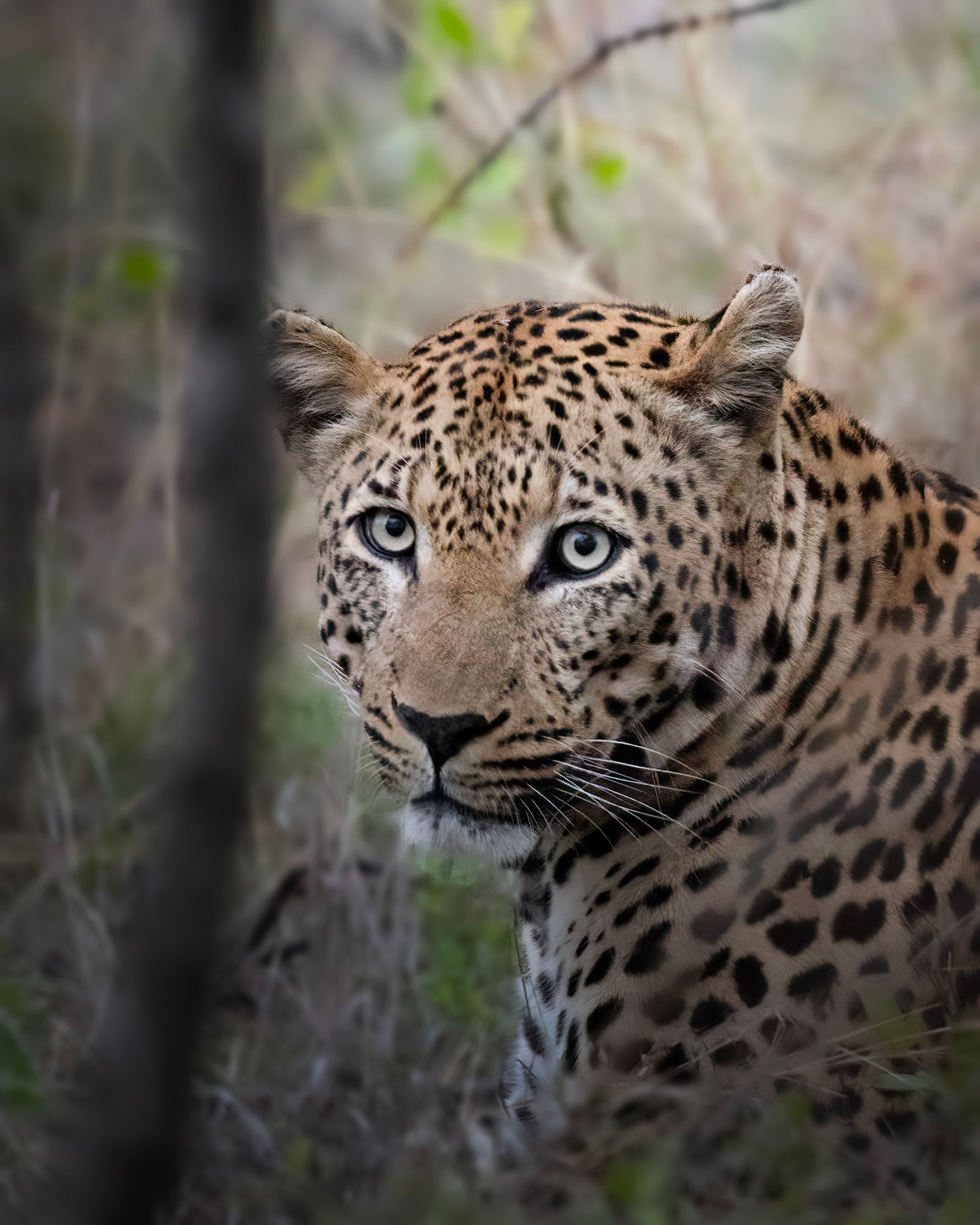 South Luangwa