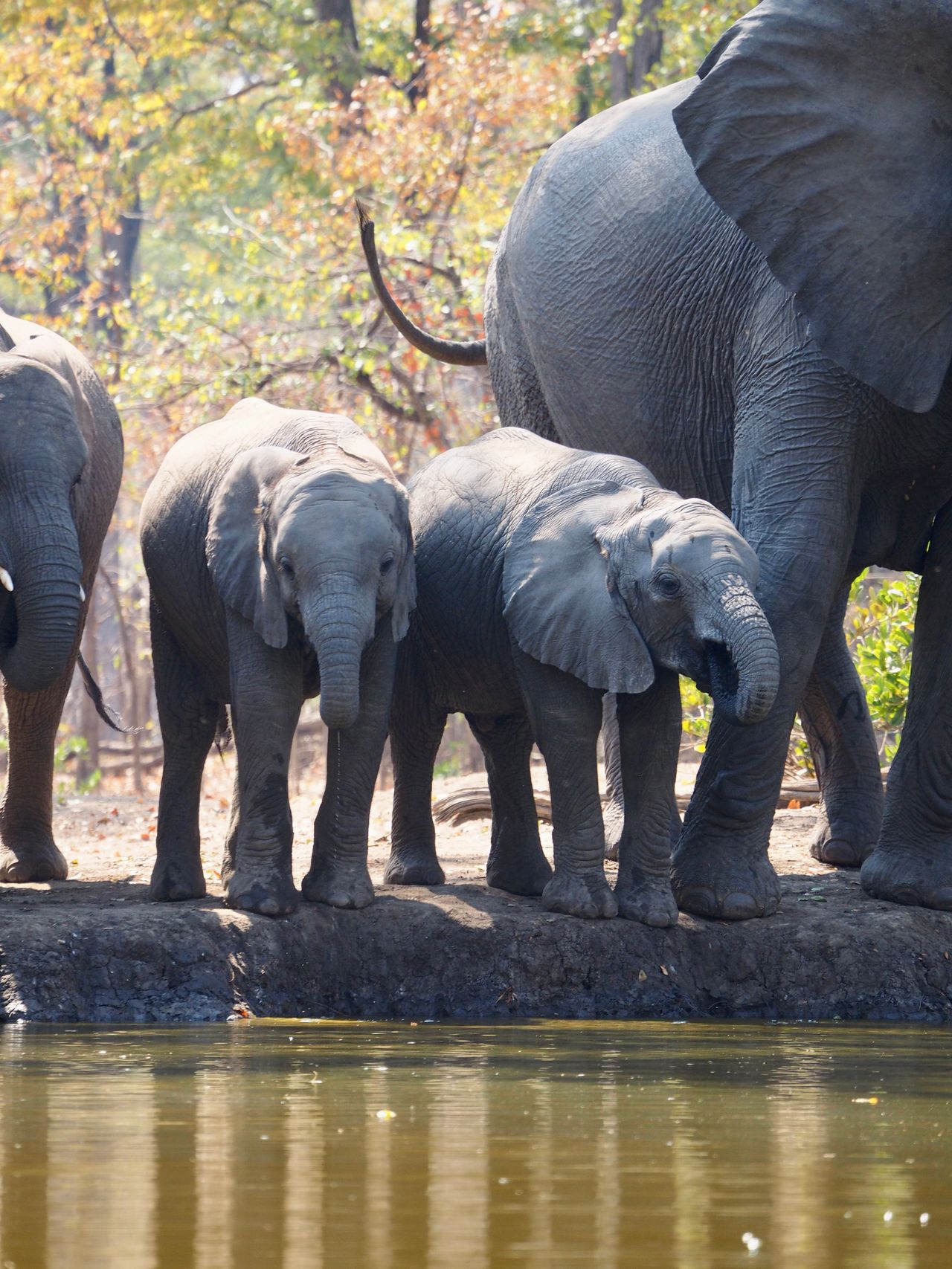 Safari à Hwange
