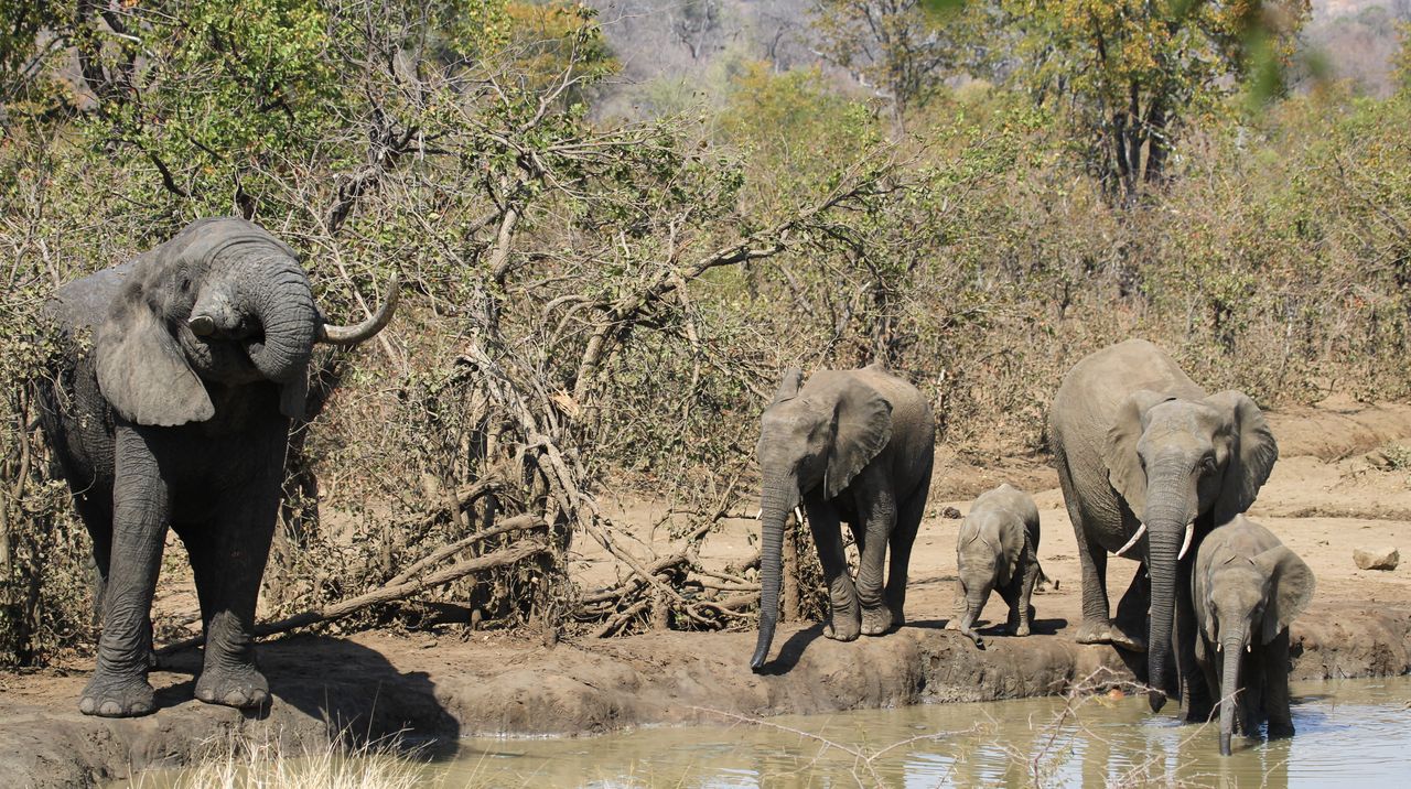 Le parc national de Hwange