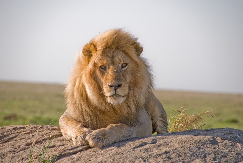 Journée complète dans le parc Kruger