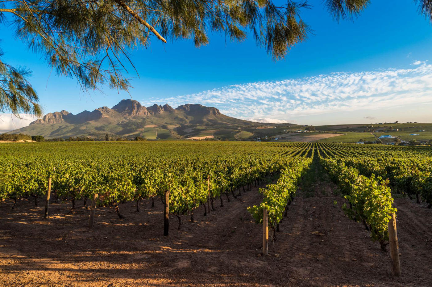 La route des Vins