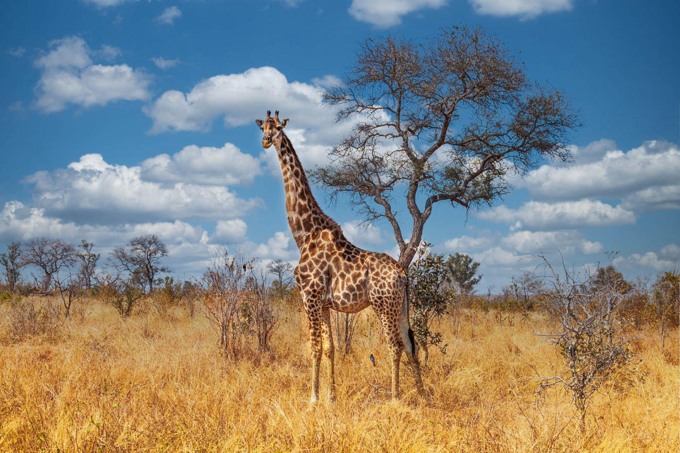Réserve de Zulu Nyala – village zoulou – Eswatini