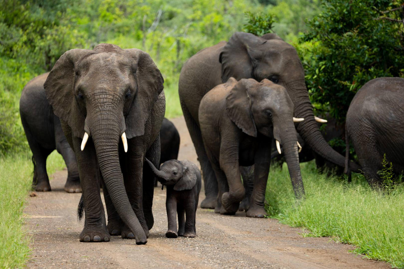 Journée complète dans le parc Kruger