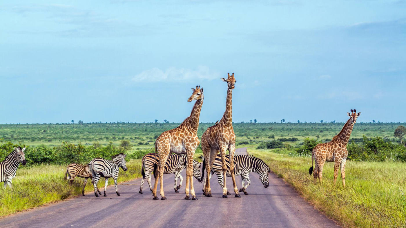 Safari dans le parc Kruger