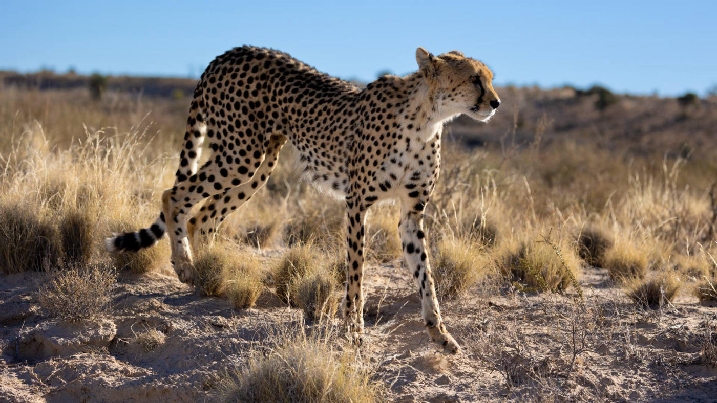 Segunda jornada de safari