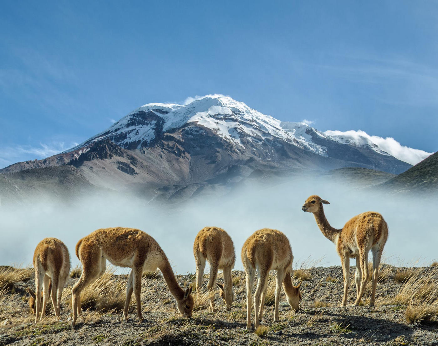 Discovering Ecuador: Quito, the Amazon, Baños, Chimborazo, Cuenca and Otavalo